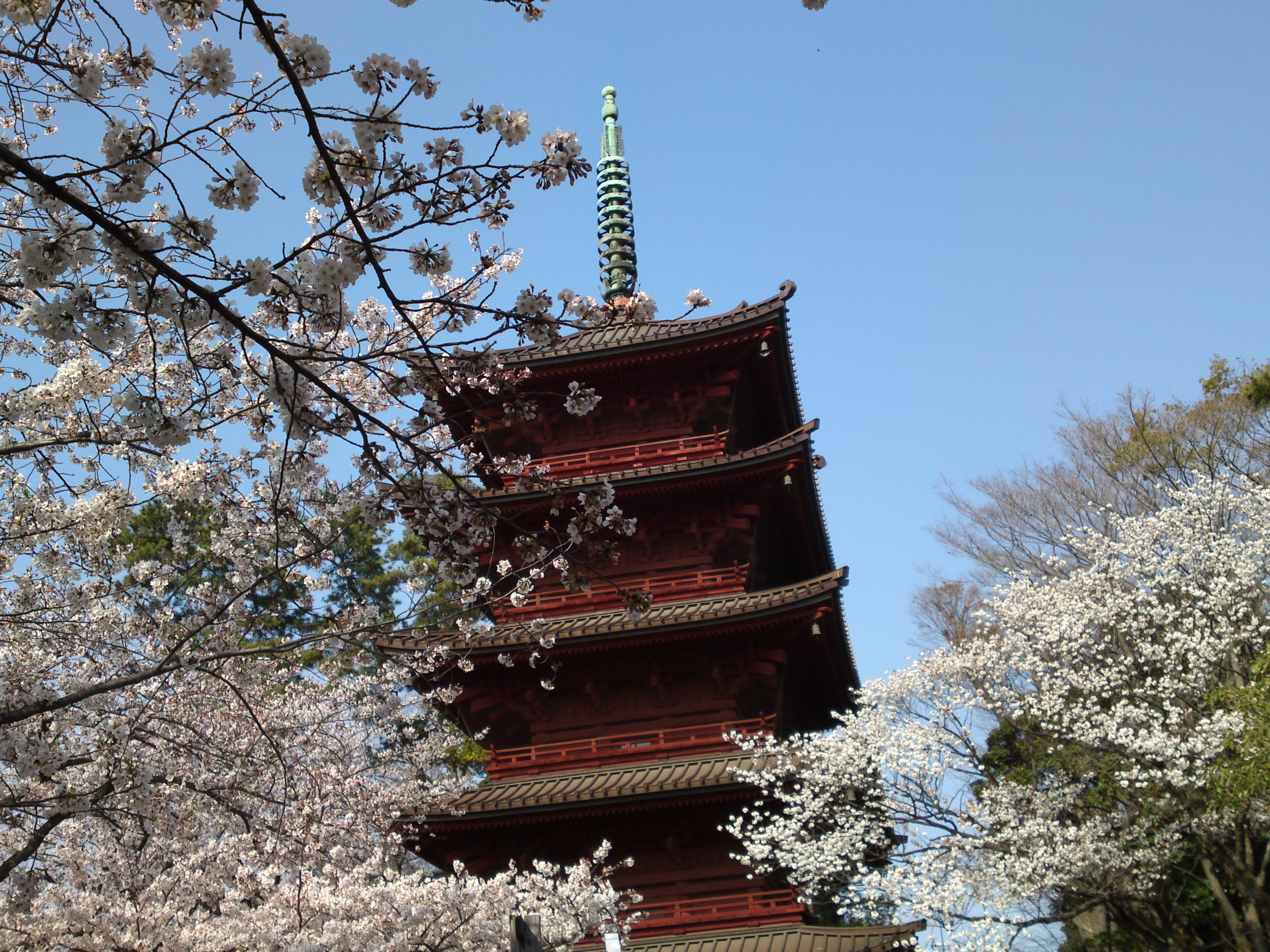 2019年満開の桜と法華経寺五重塔１０