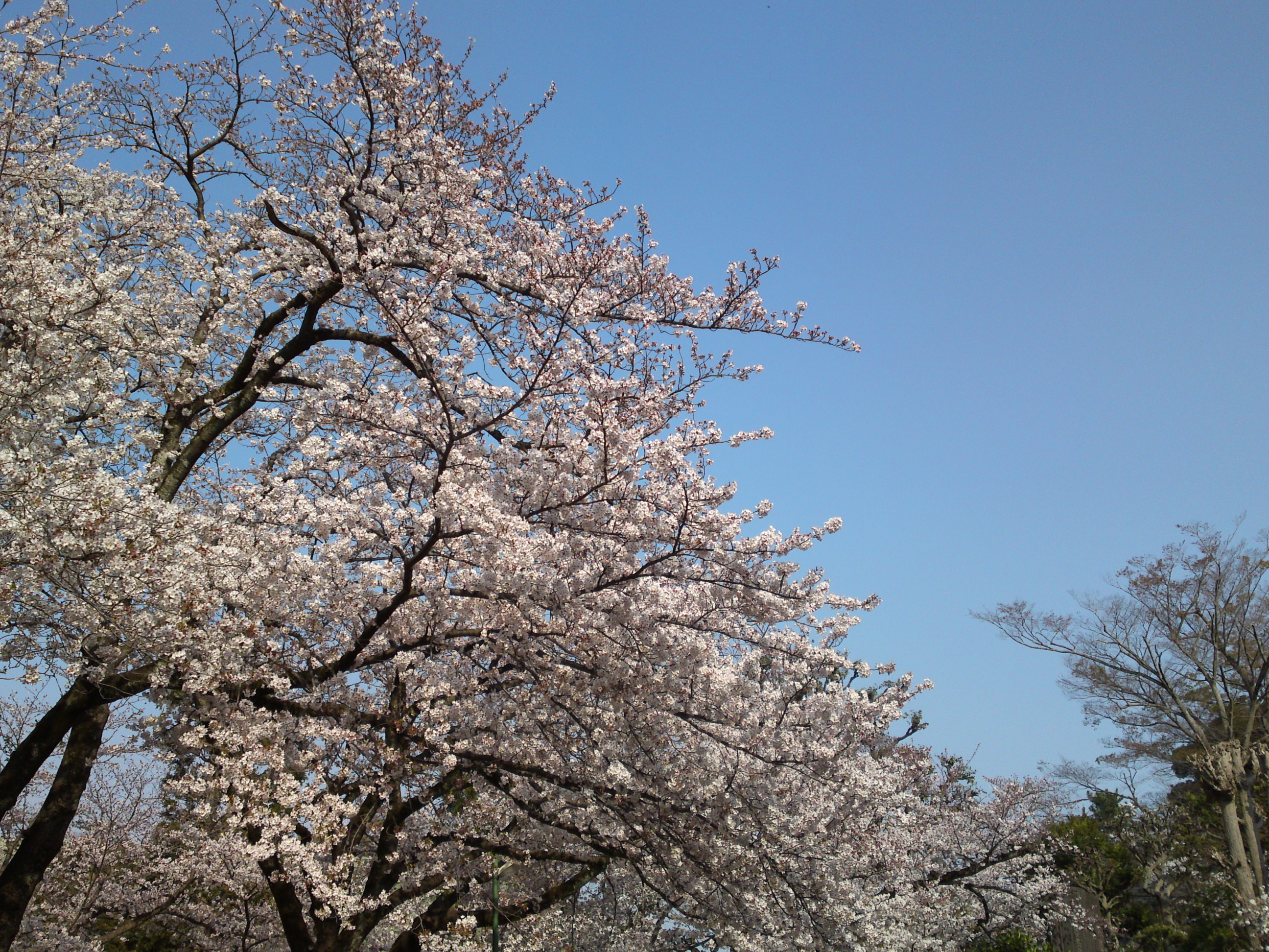 2019年満開の桜の花咲く法華経寺境内２
