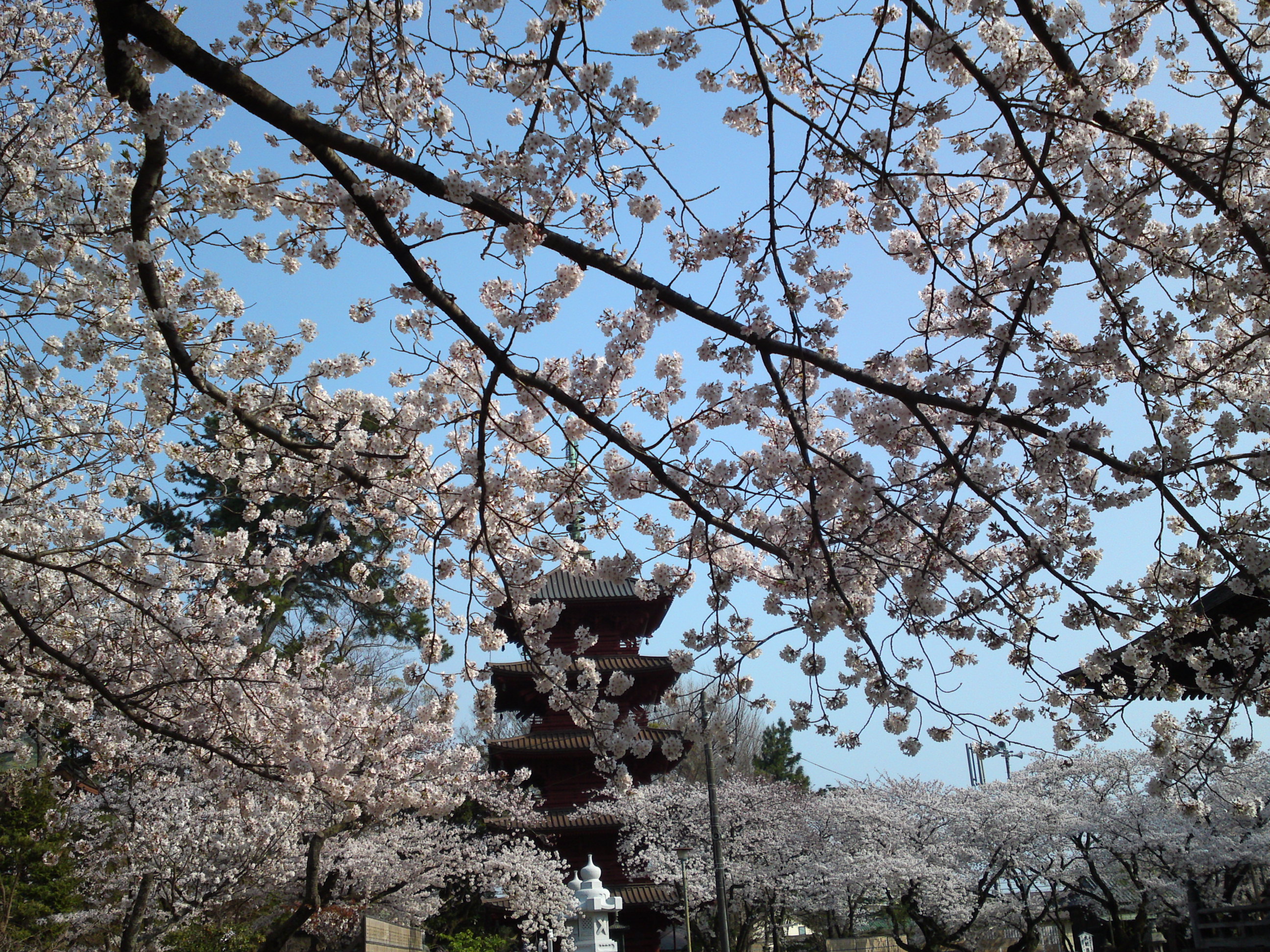 2019年満開の桜と法華経寺五重塔１１