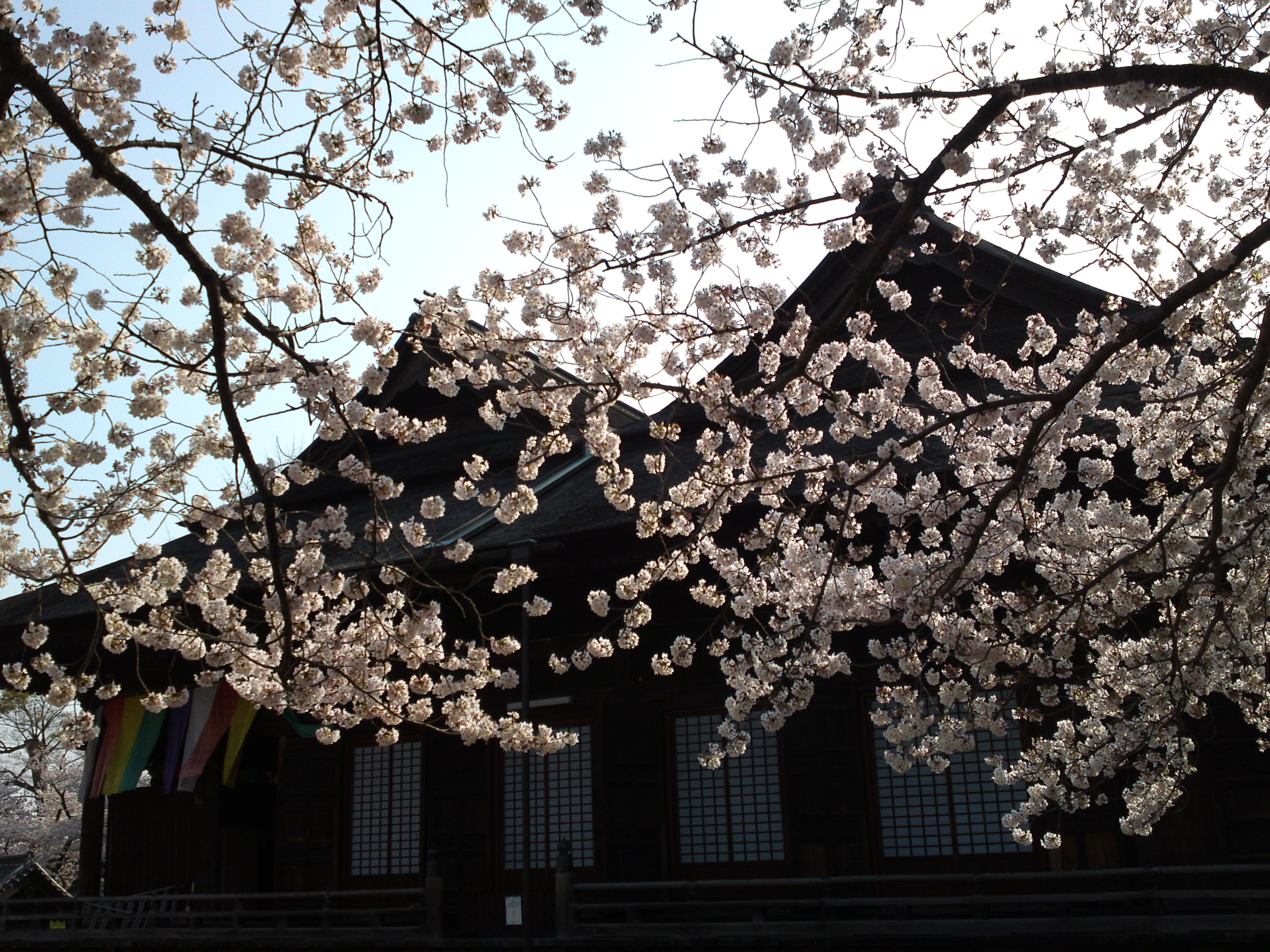 2019年満開の桜と法華経寺祖師堂１