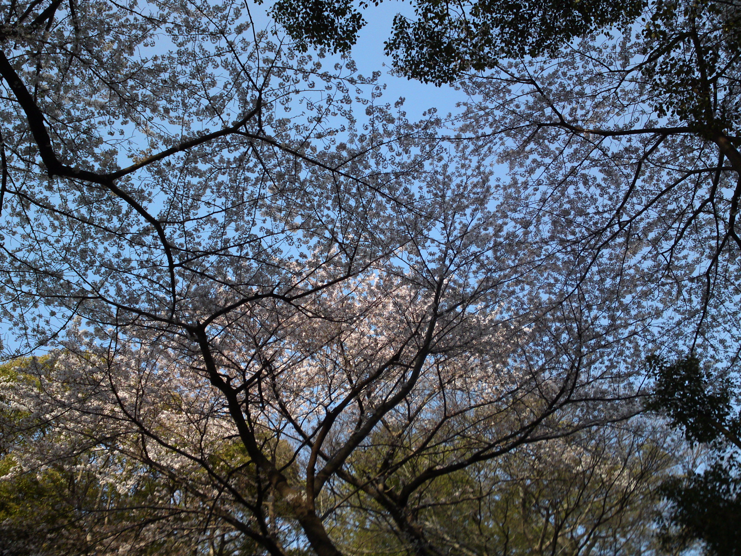 2019年満開の桜の花咲く法華経寺境内３