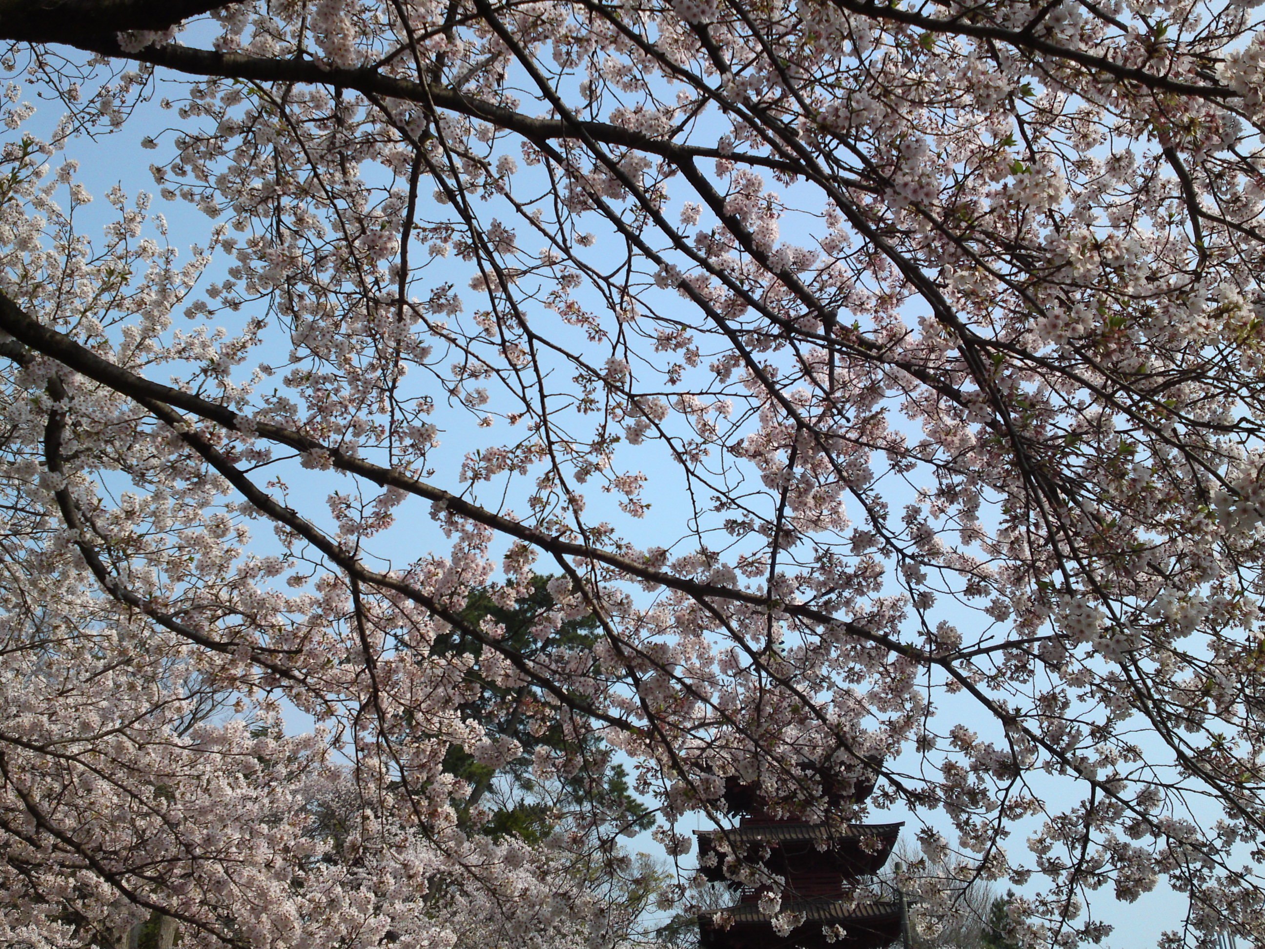 2019年満開の桜と法華経寺五重塔１２