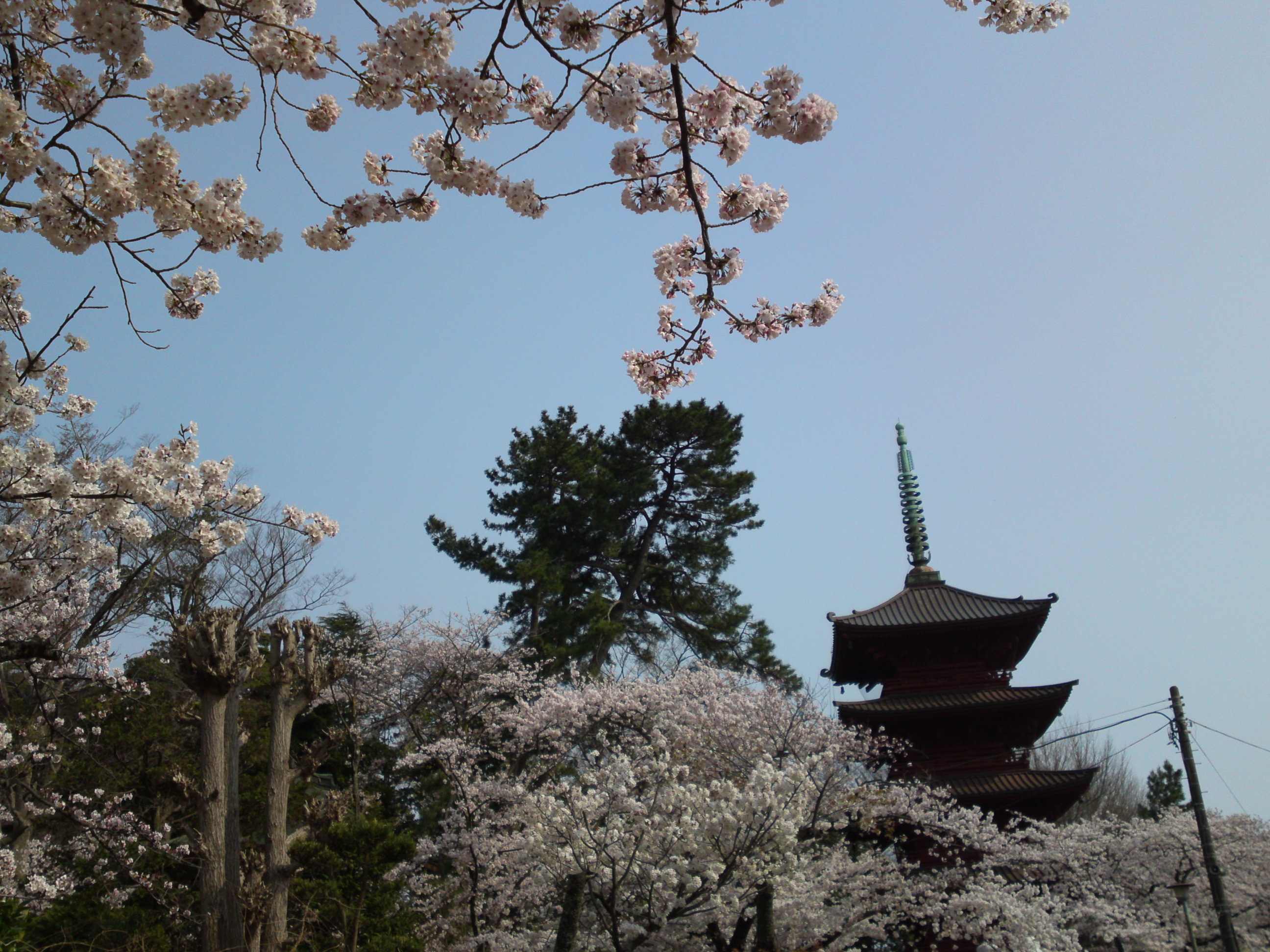 2019年満開の桜と法華経寺五重塔１３