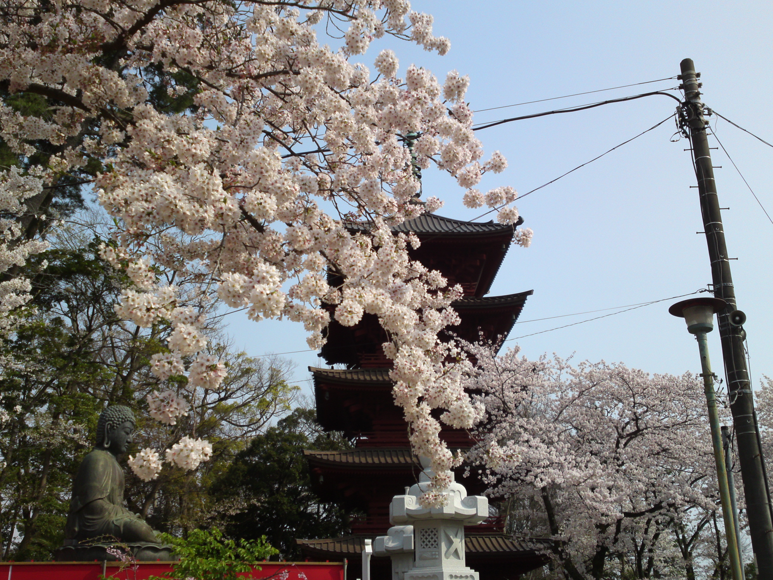 2019年満開の桜と法華経寺五重塔１４
