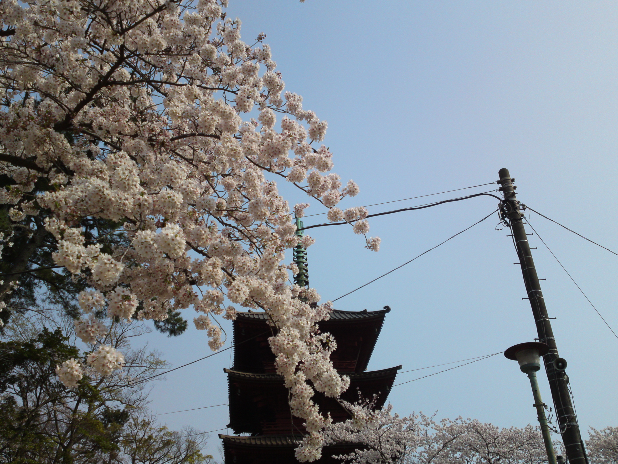 2019年満開の桜と法華経寺五重塔１５