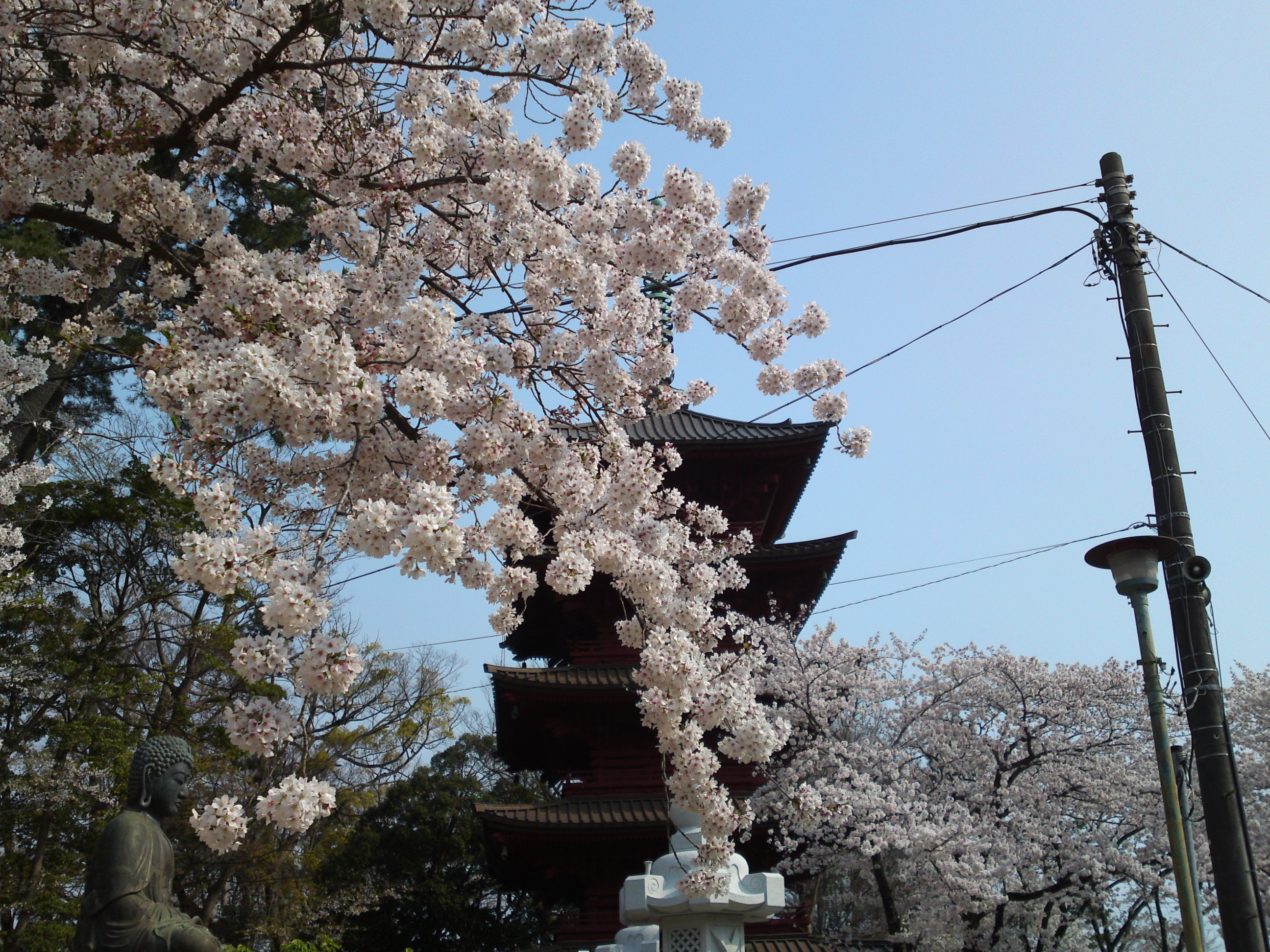 2019年満開の桜と法華経寺五重塔１６