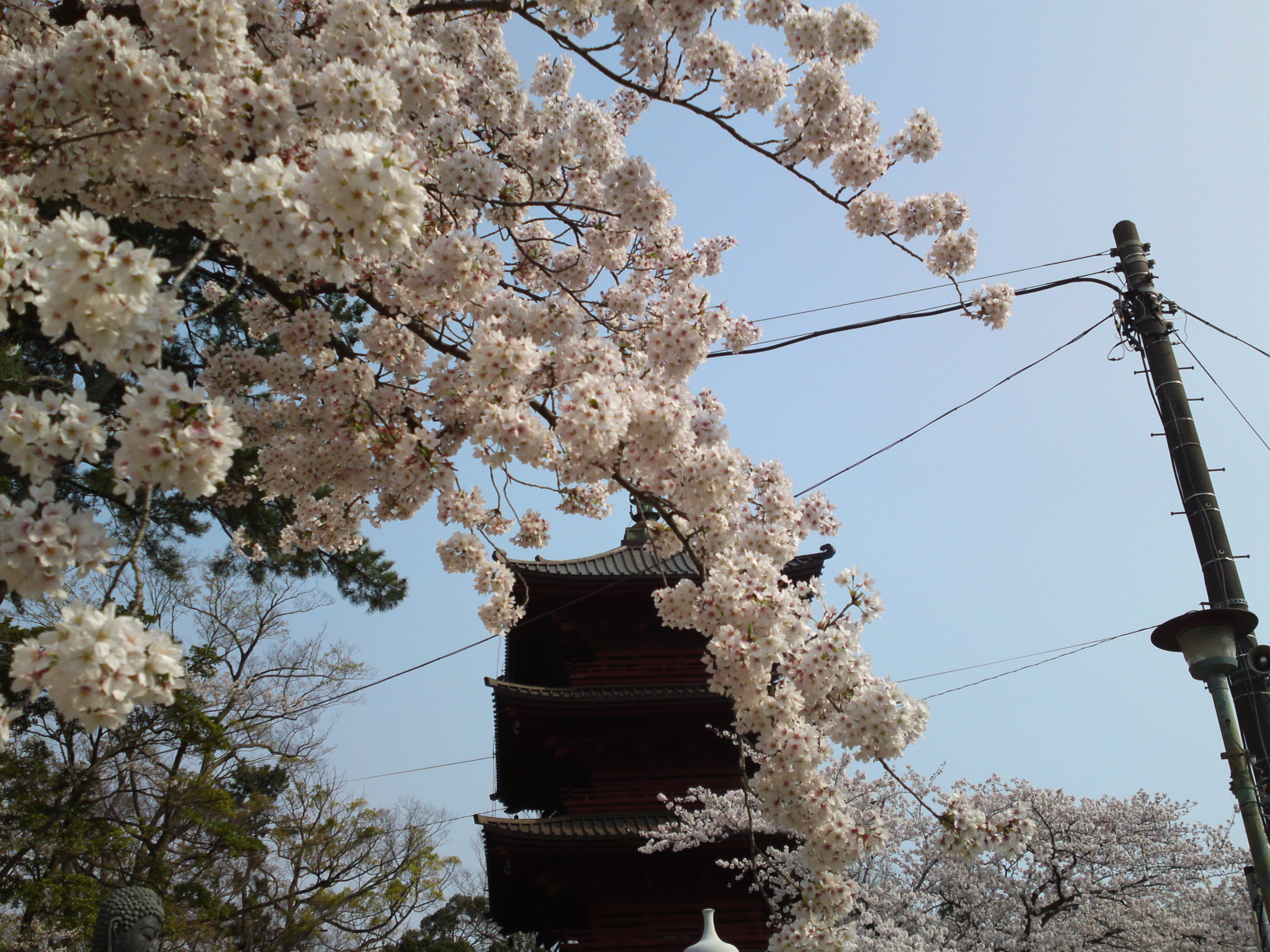 2019年満開の桜と法華経寺五重塔１７