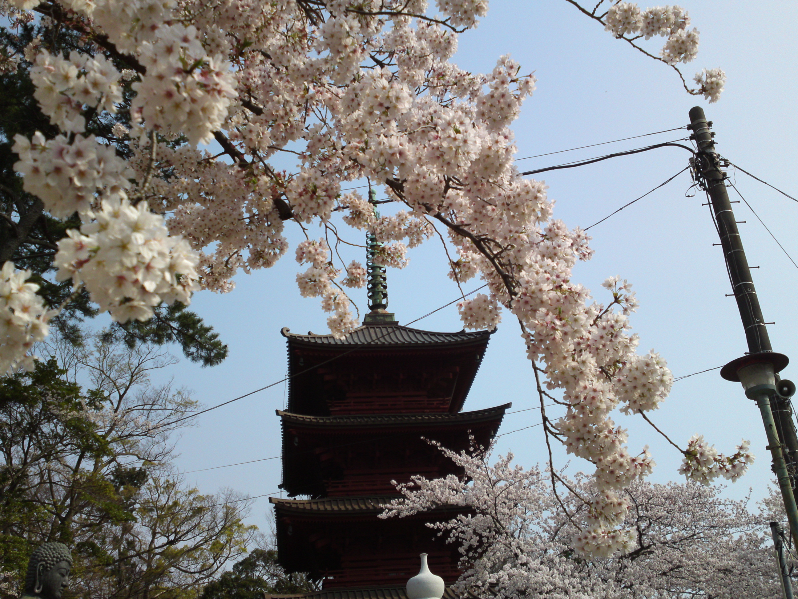 2019年満開の桜と法華経寺五重塔１８