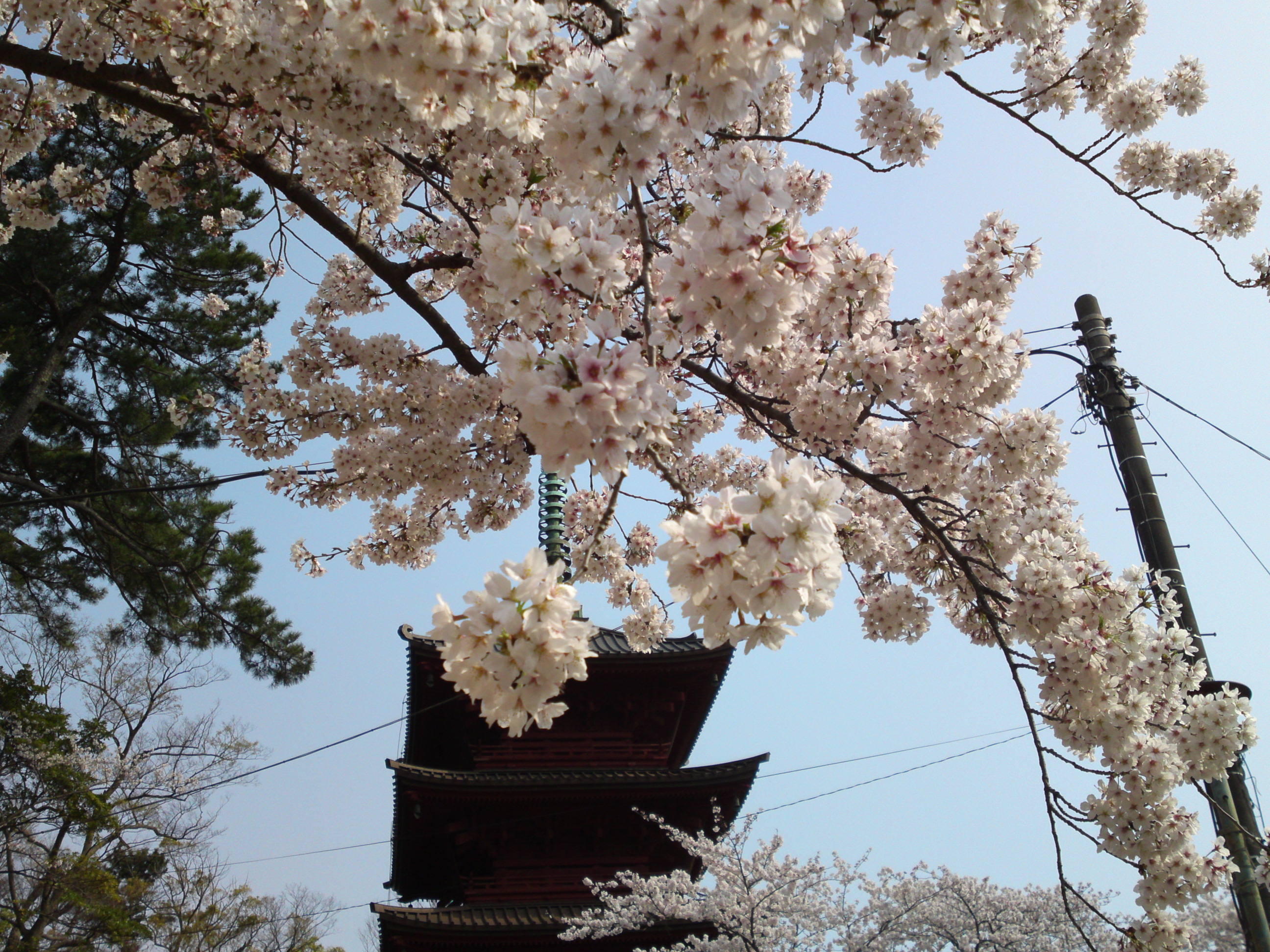 2019年満開の桜と法華経寺五重塔１９
