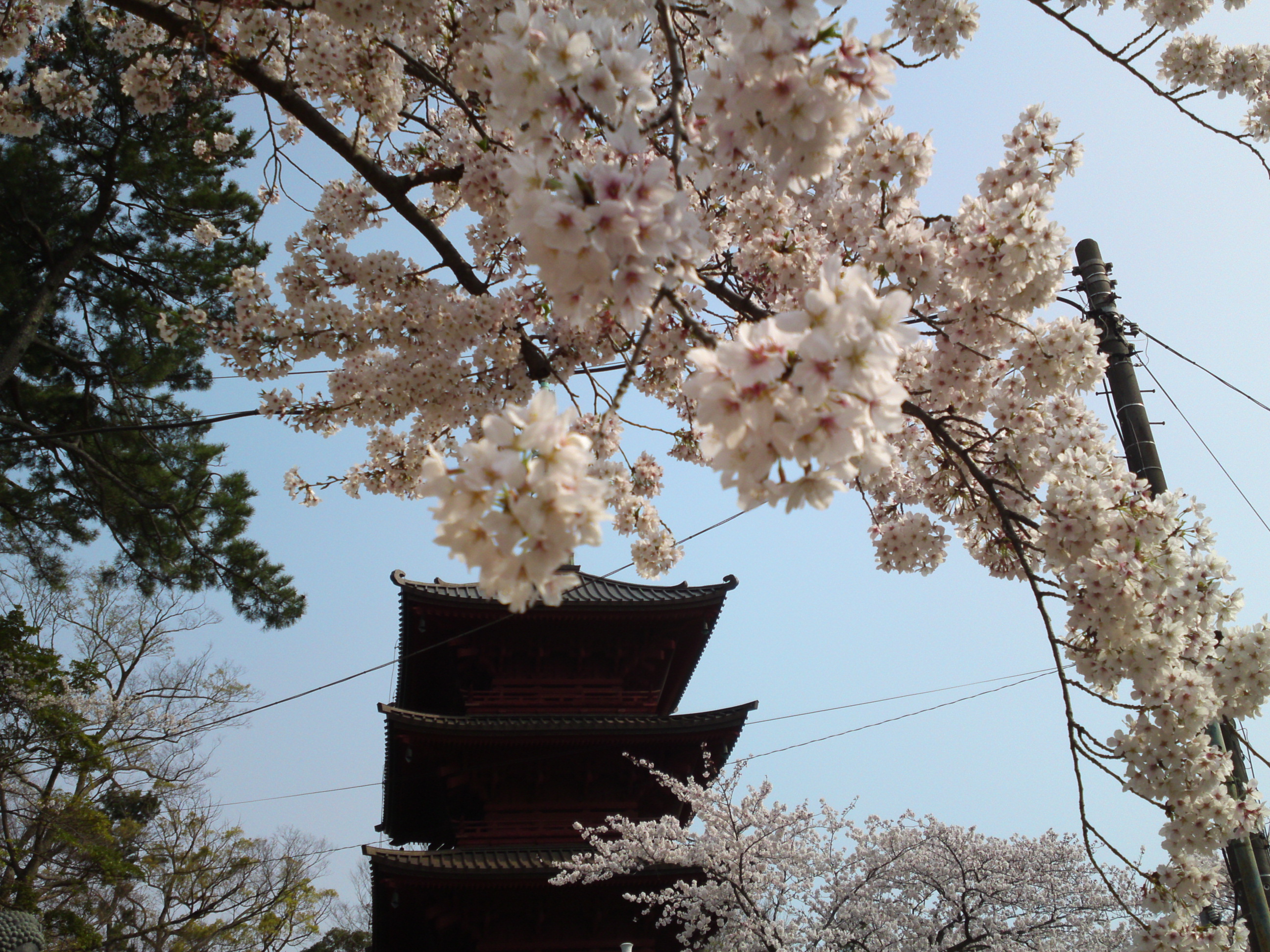 2019年満開の桜と法華経寺五重塔２１