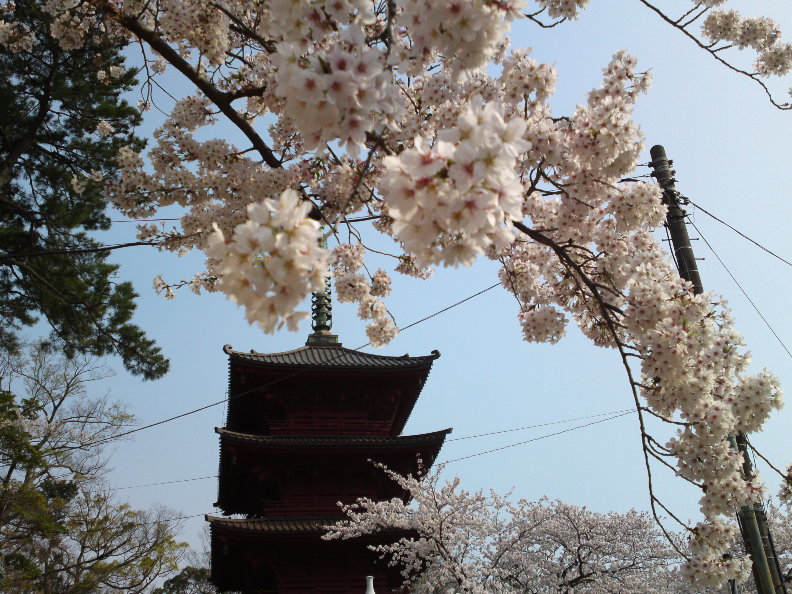 22019年満開の桜と法華経寺五重塔２２