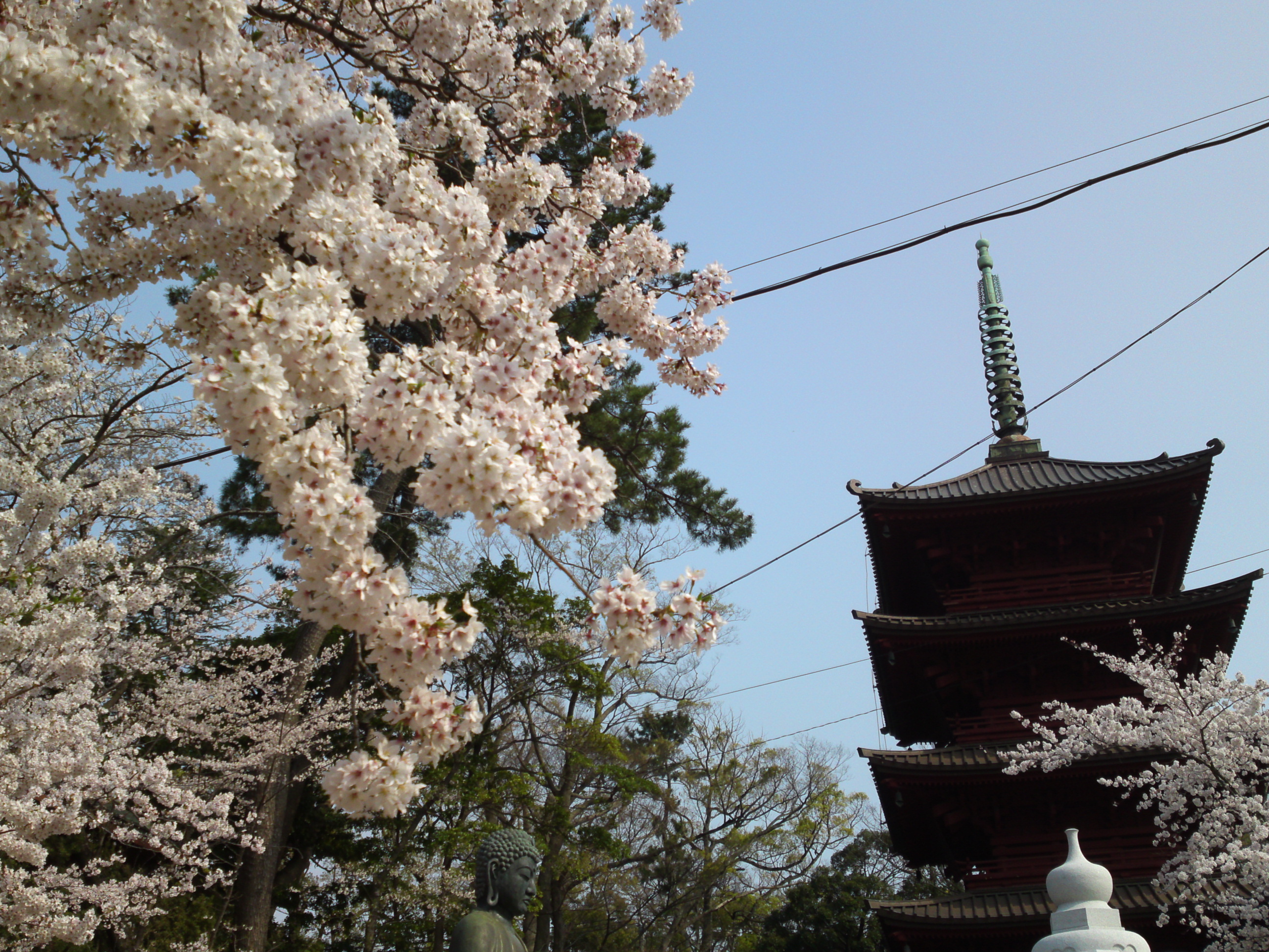 2019年満開の桜と法華経寺五重塔２３