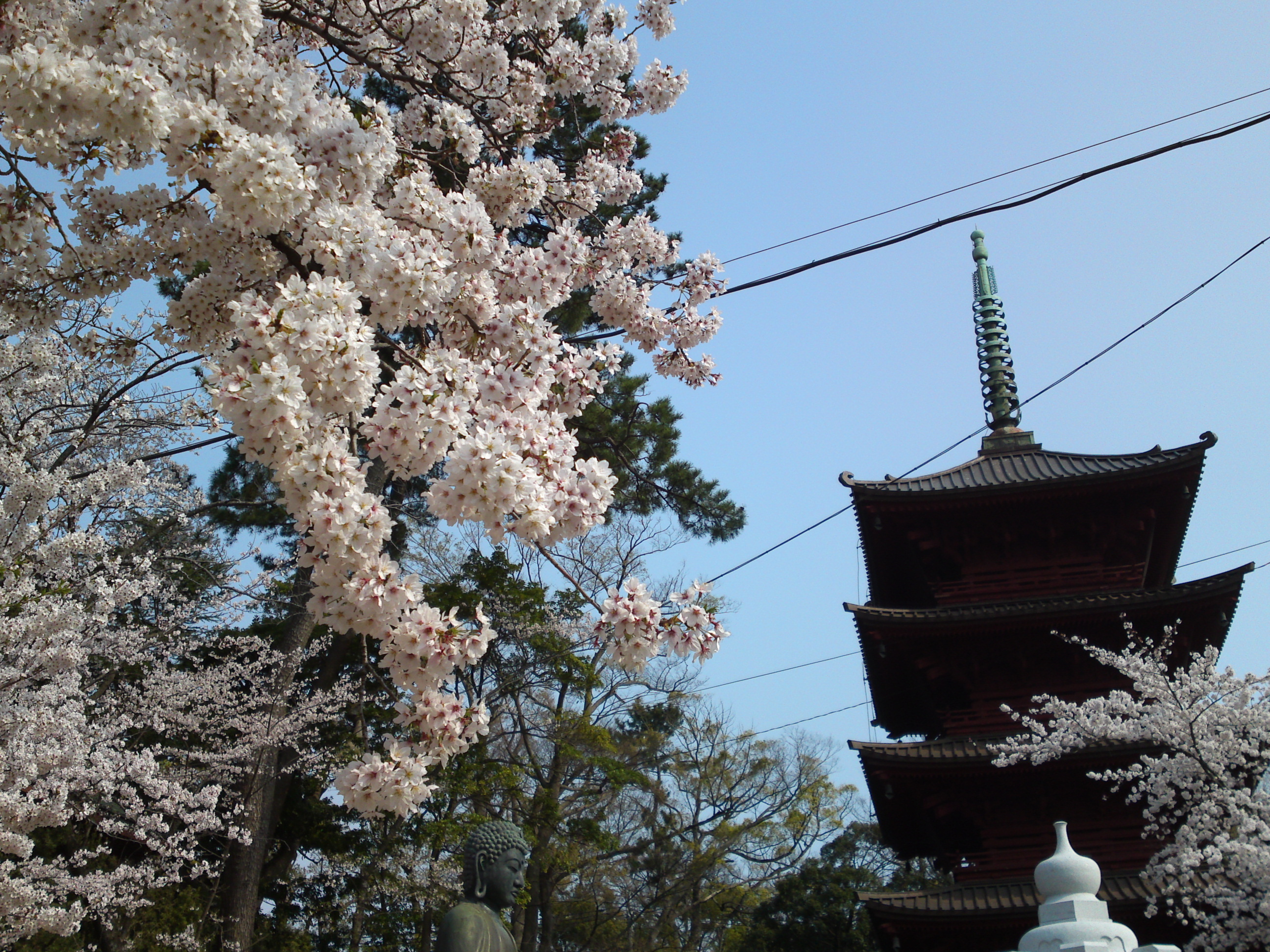 2019年満開の桜と法華経寺五重塔２４