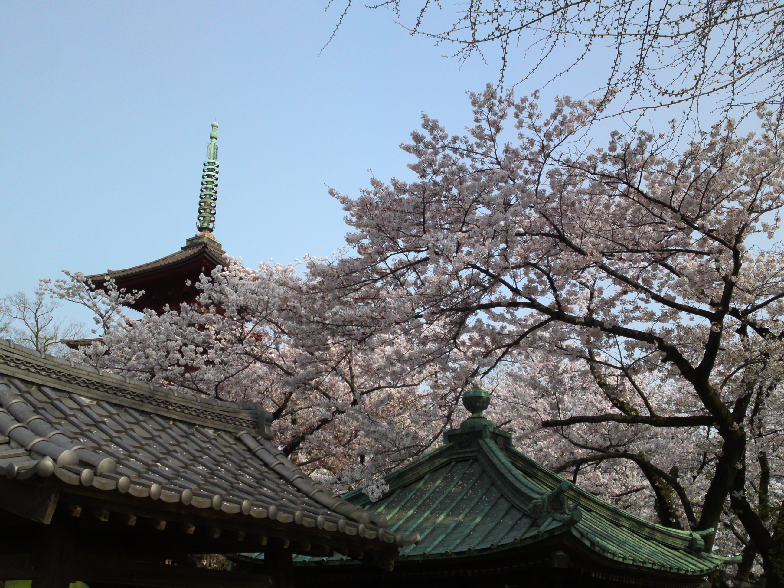 2019年満開の桜と法華経寺五重塔２７