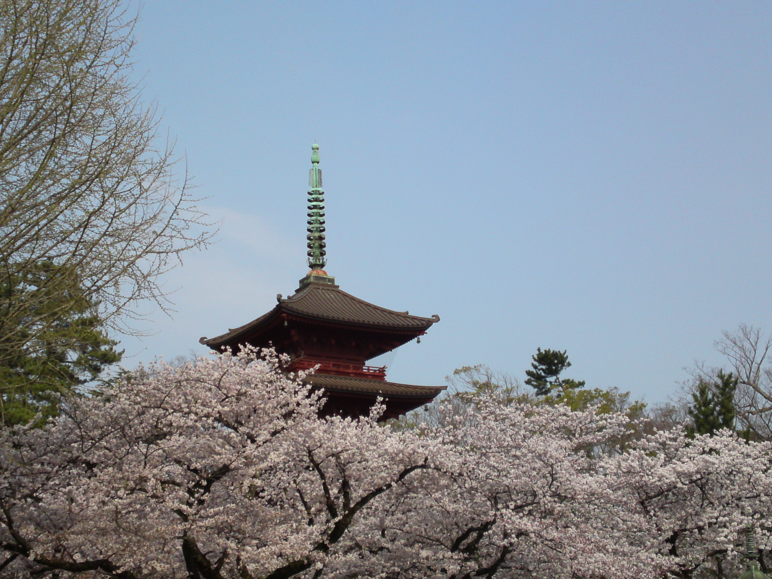 2019年満開の桜の上の法華経寺五重塔１