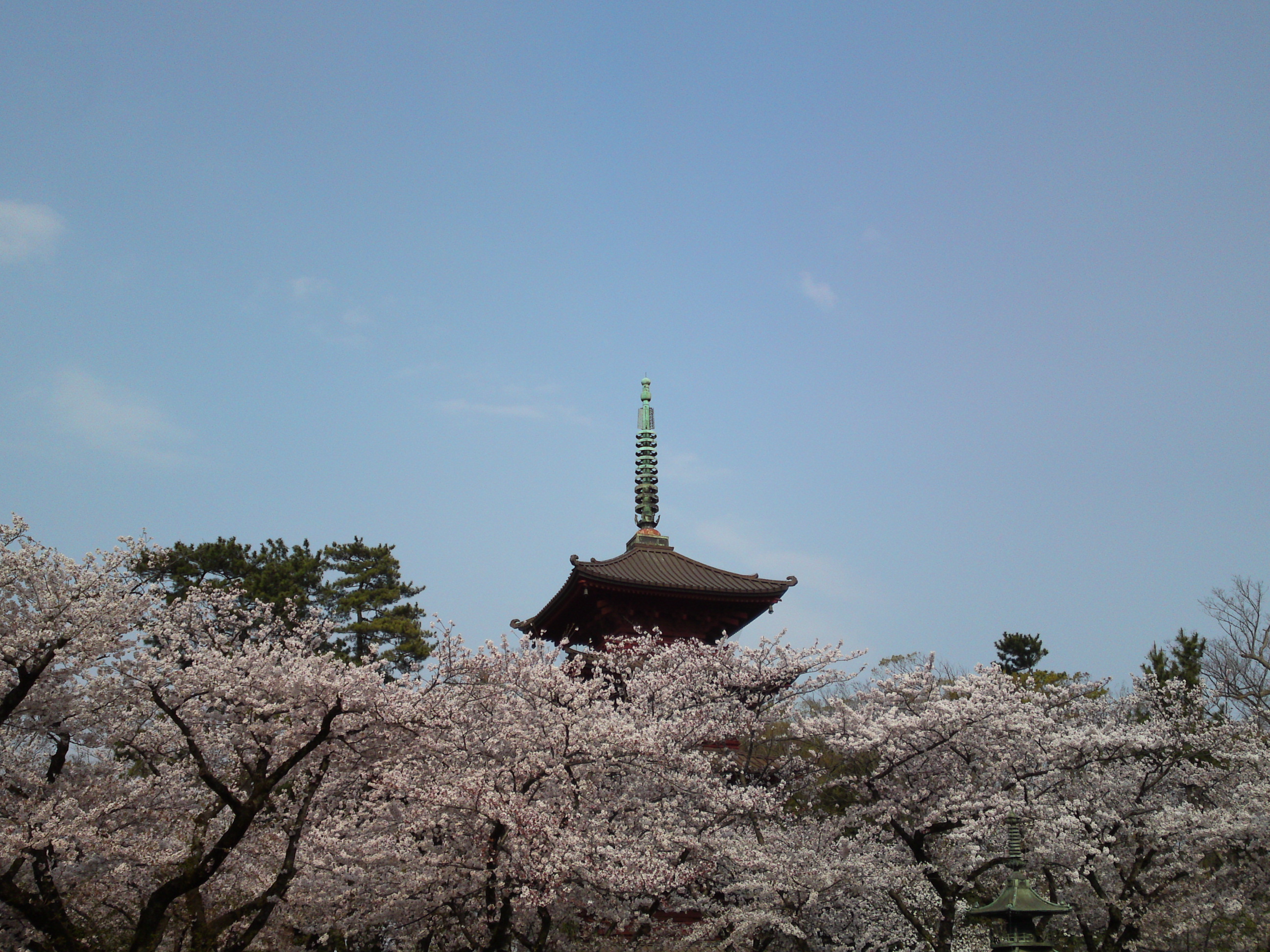 2019年満開の桜の上の法華経寺五重塔２