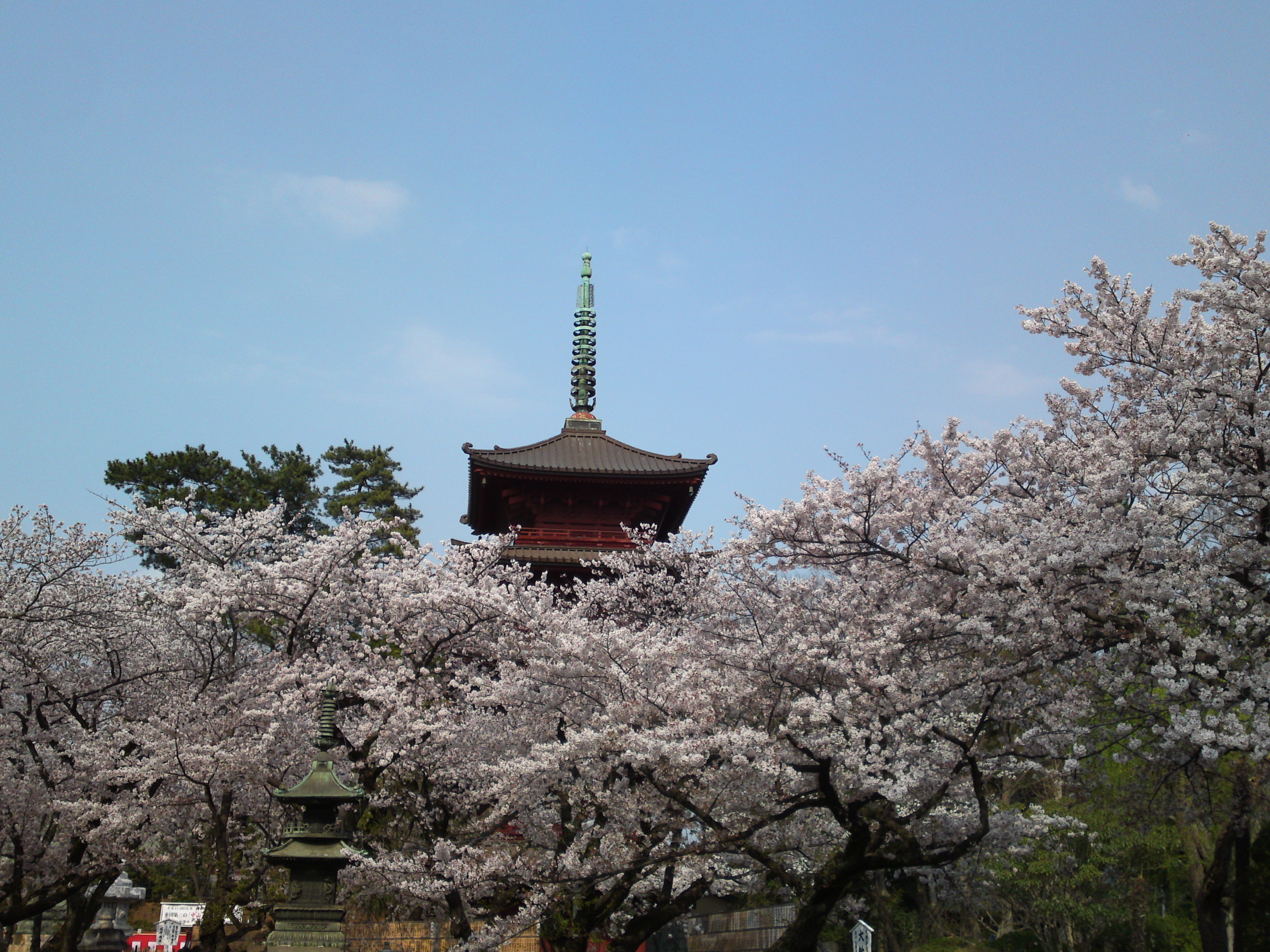 2019年満開の桜の上の法華経寺五重塔３