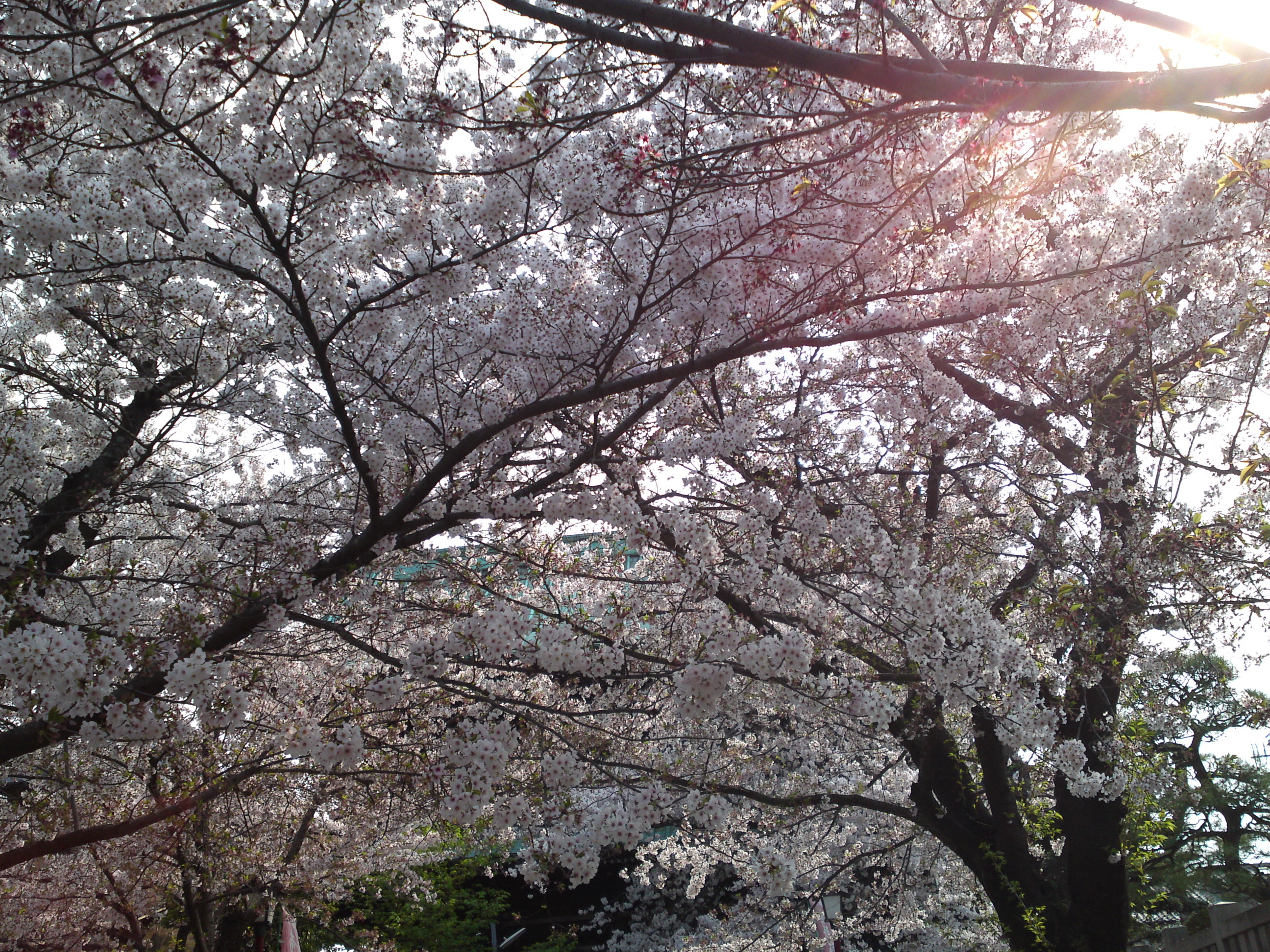 2019年法華経寺境内に咲く差満開の桜