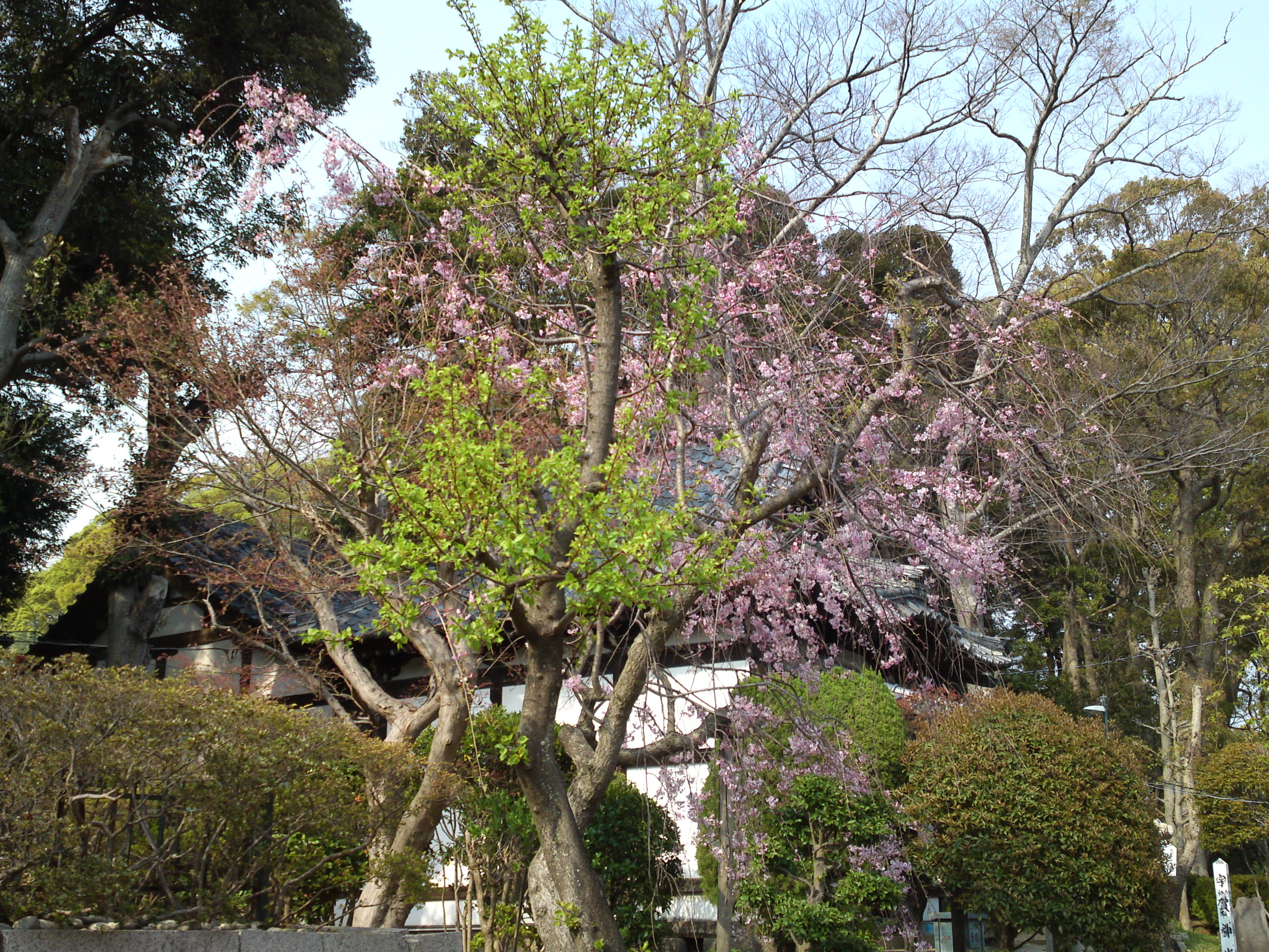 2019年中山法華経寺に咲くしだれ桜１