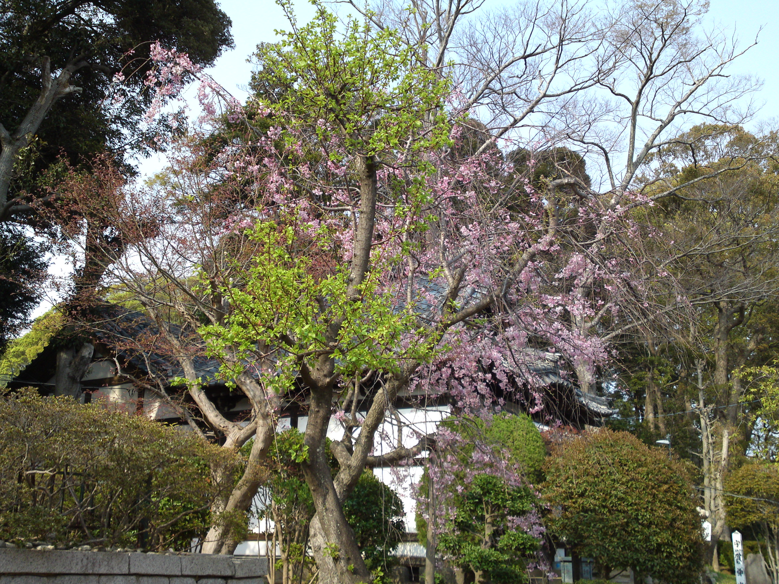 2019年中山法華経寺に咲くしだれ桜２