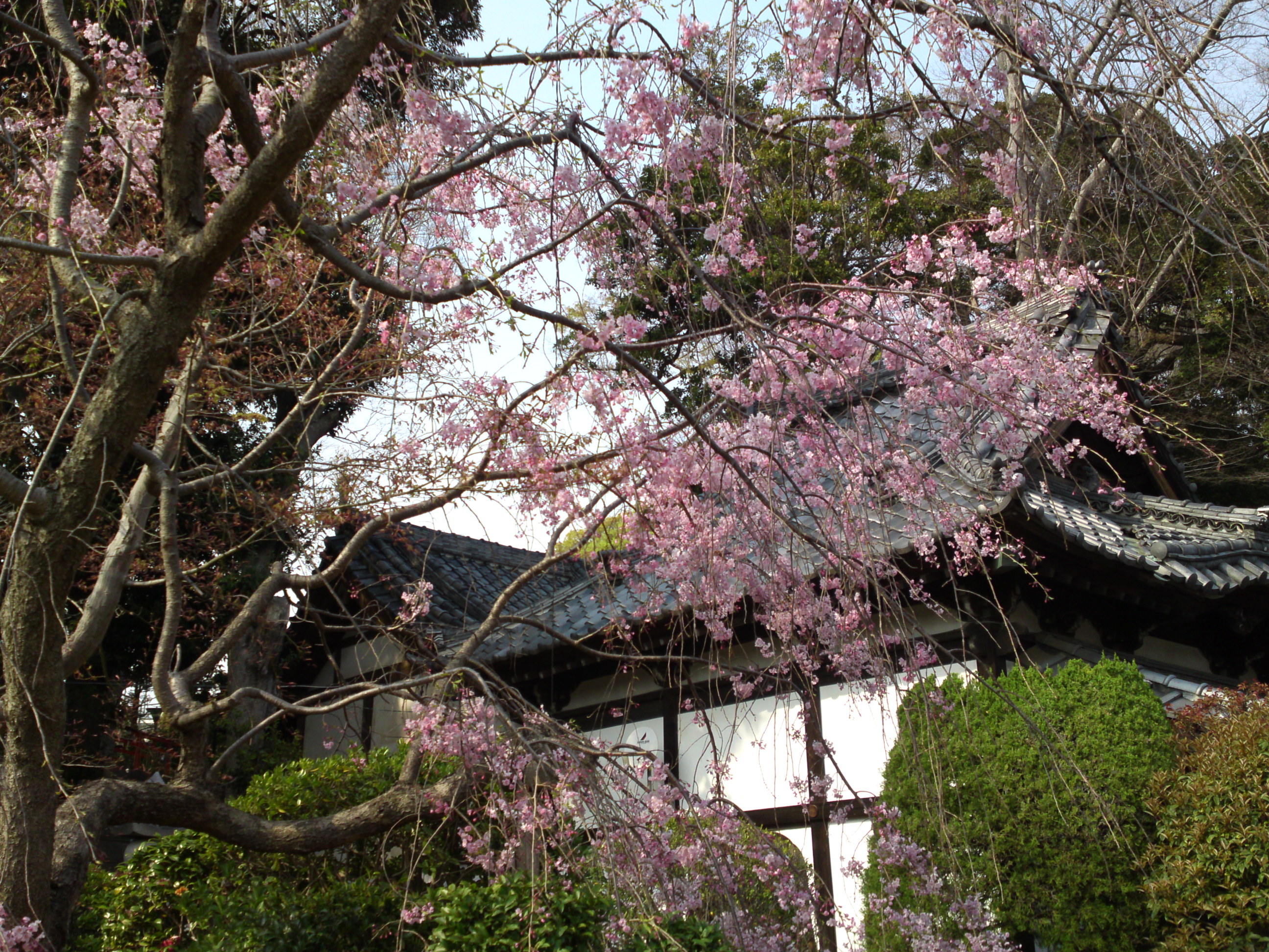 2019年中山法華経寺に咲くしだれ桜３