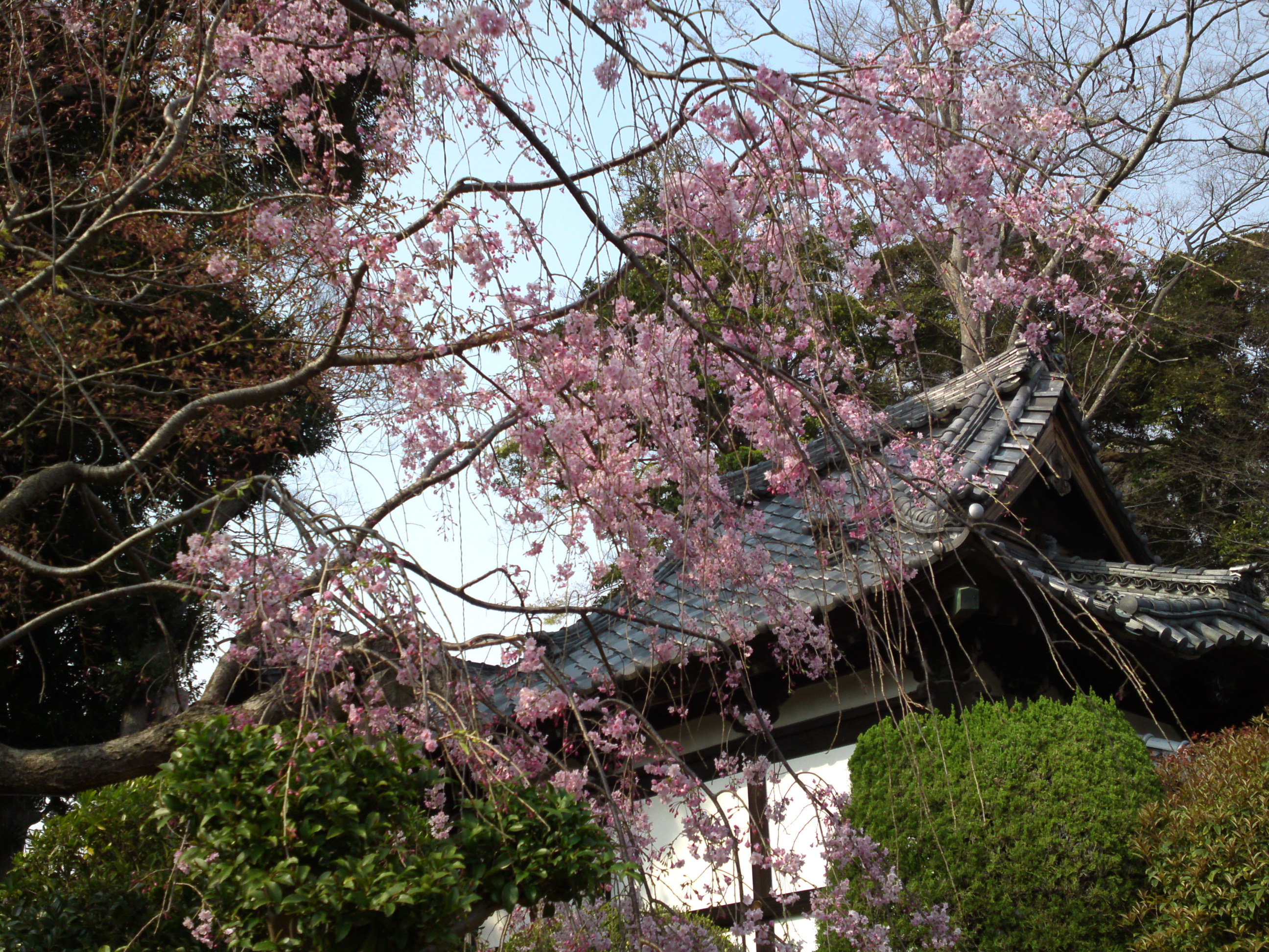 2019年中山法華経寺に咲くしだれ桜４