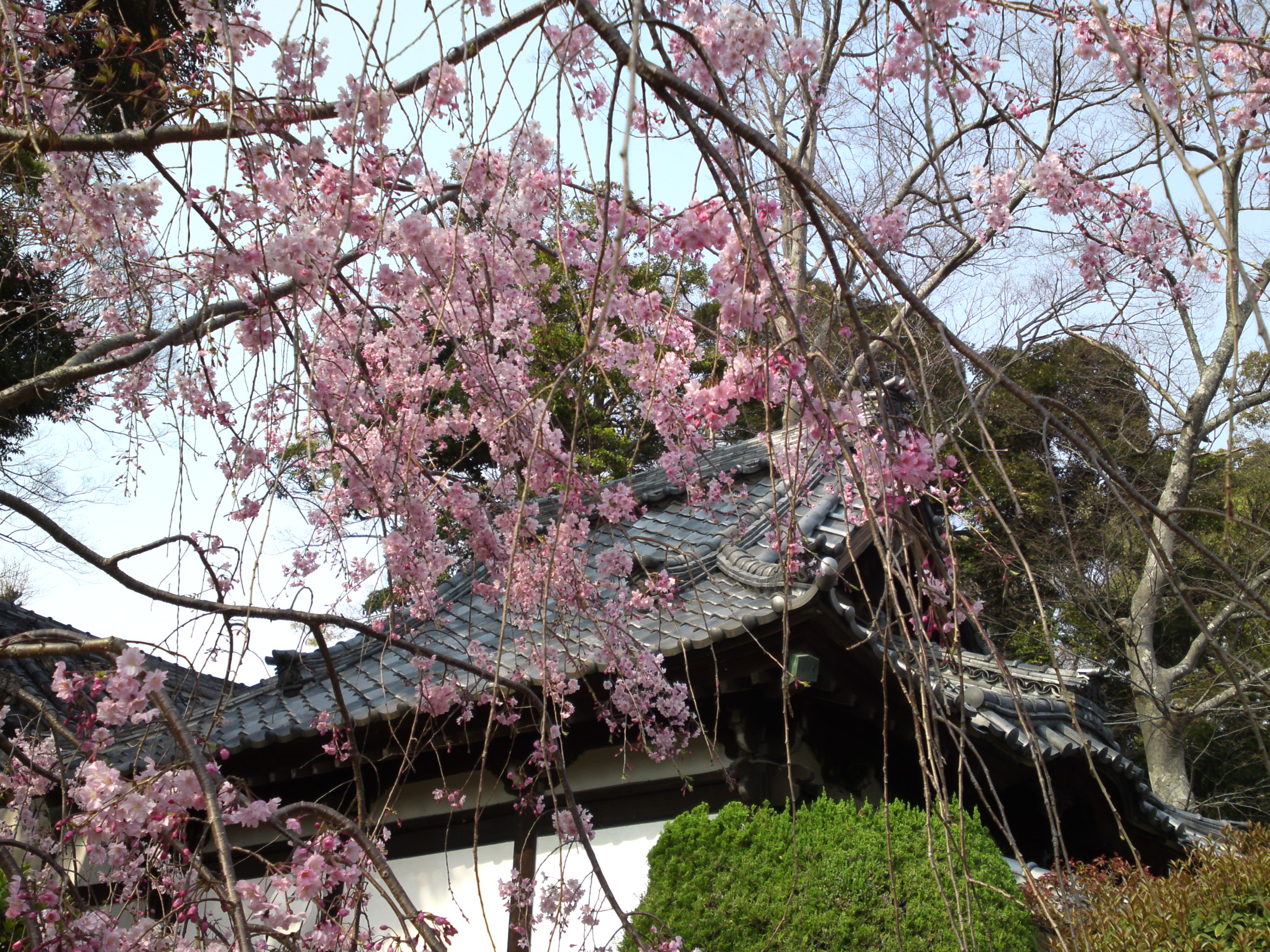 2019年中山法華経寺に咲くしだれ桜６
