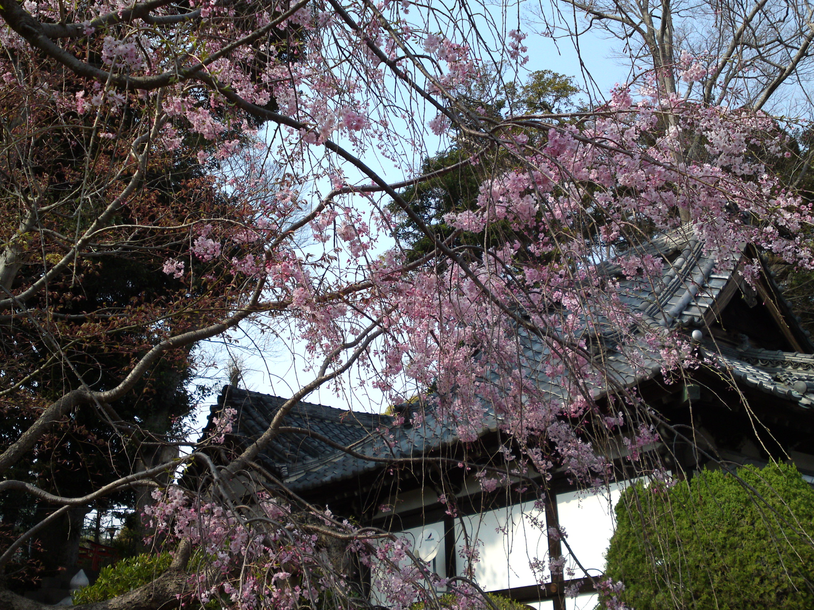 2019年中山法華経寺に咲くしだれ桜８