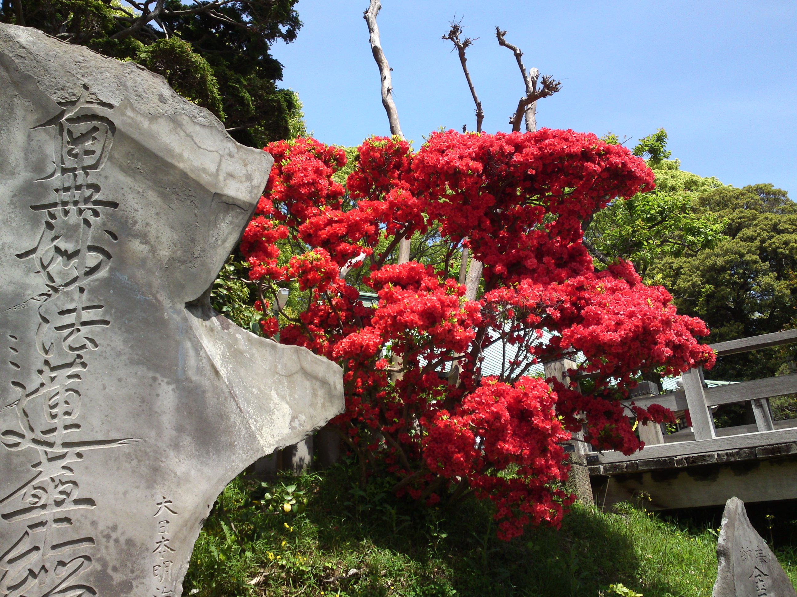 2019年中山法華経寺に咲くツツジの花１