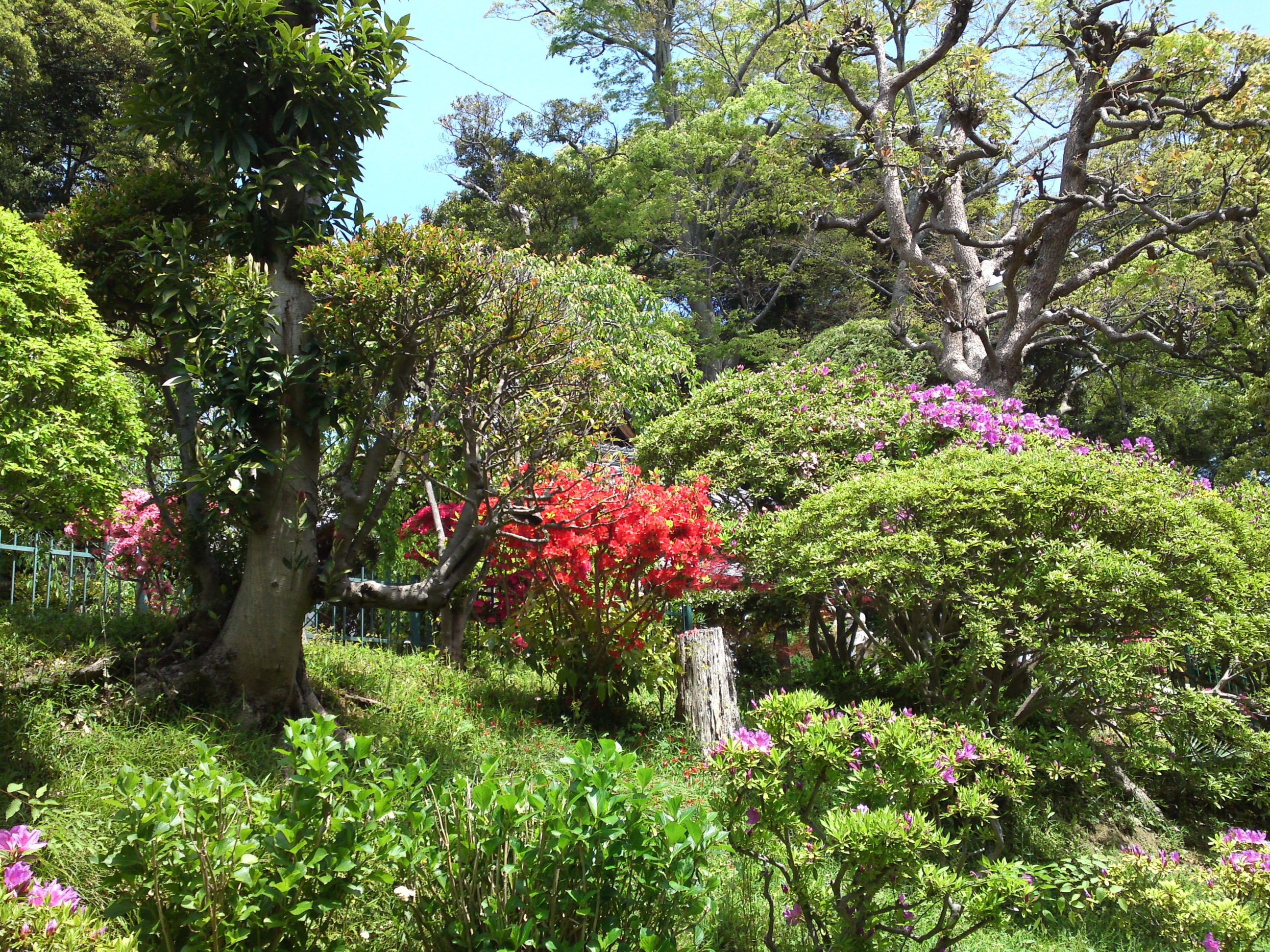 2019年中山法華経寺に咲くツツジの花３