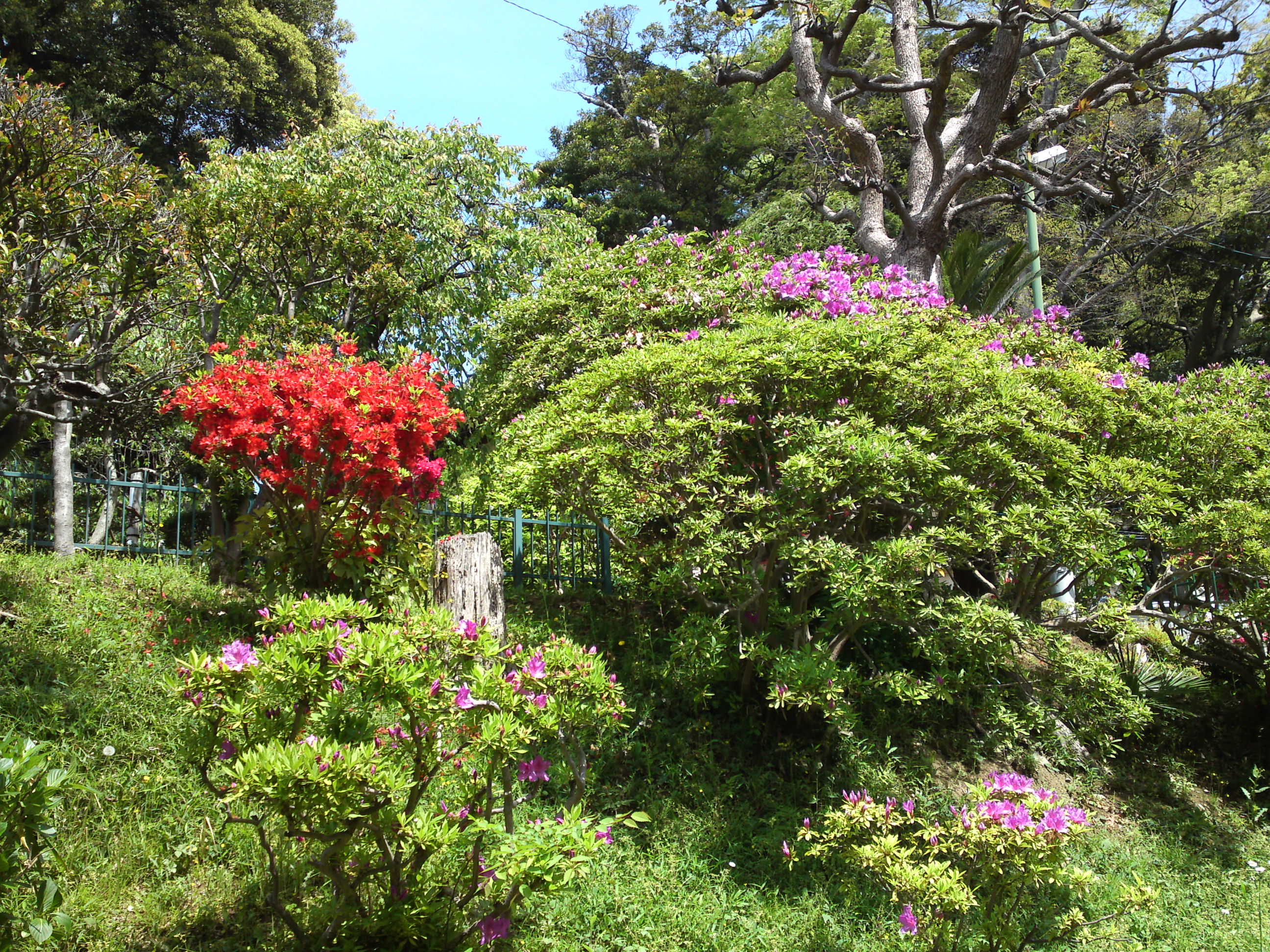 2019年中山法華経寺に咲くツツジの花４