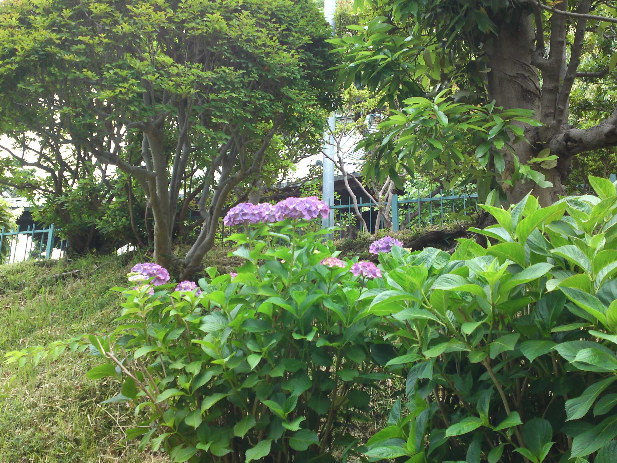 2019年中山法華経寺に咲くあじさいの花３