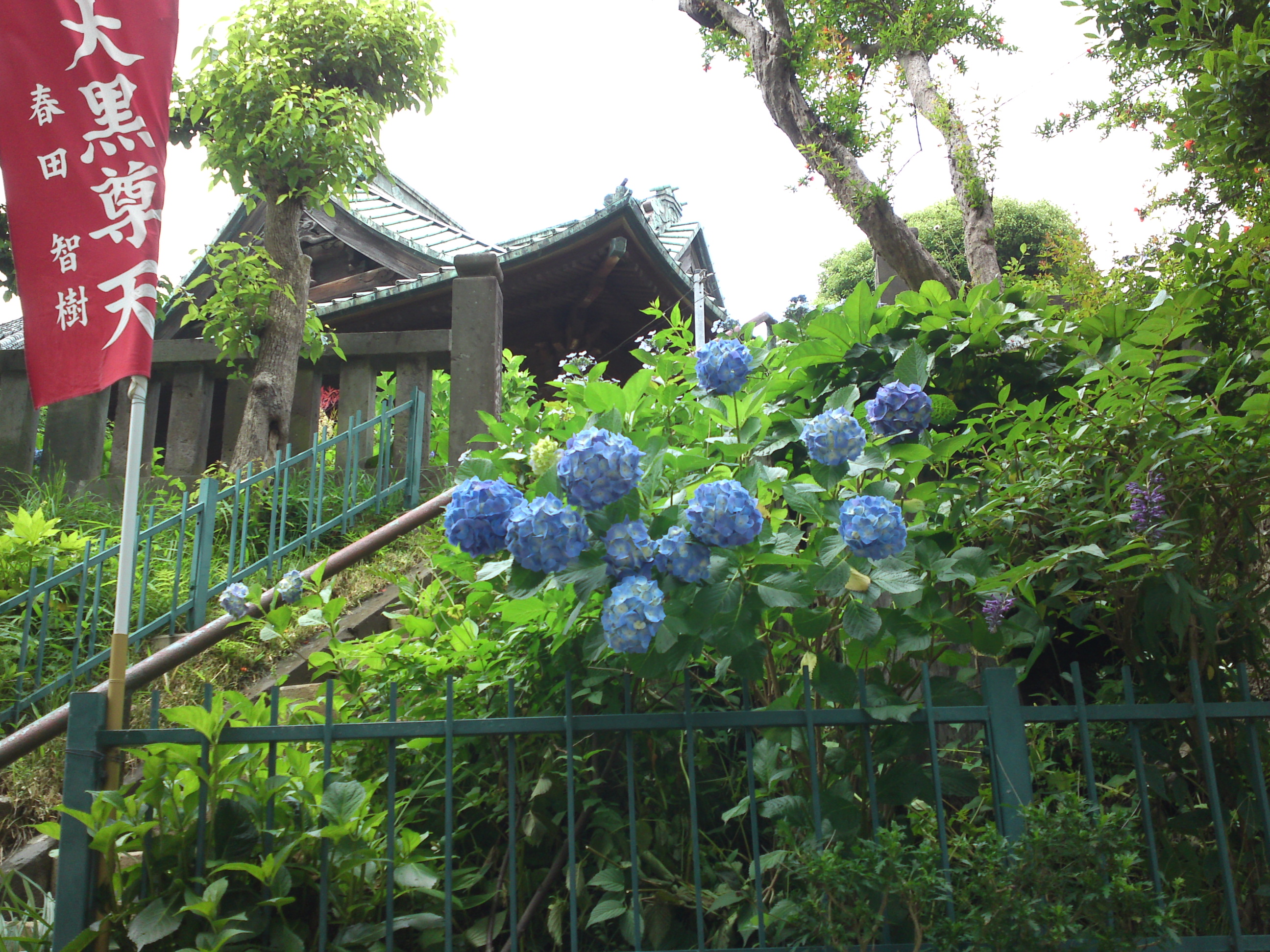 2019年中山法華経寺に咲くあじさいの花５