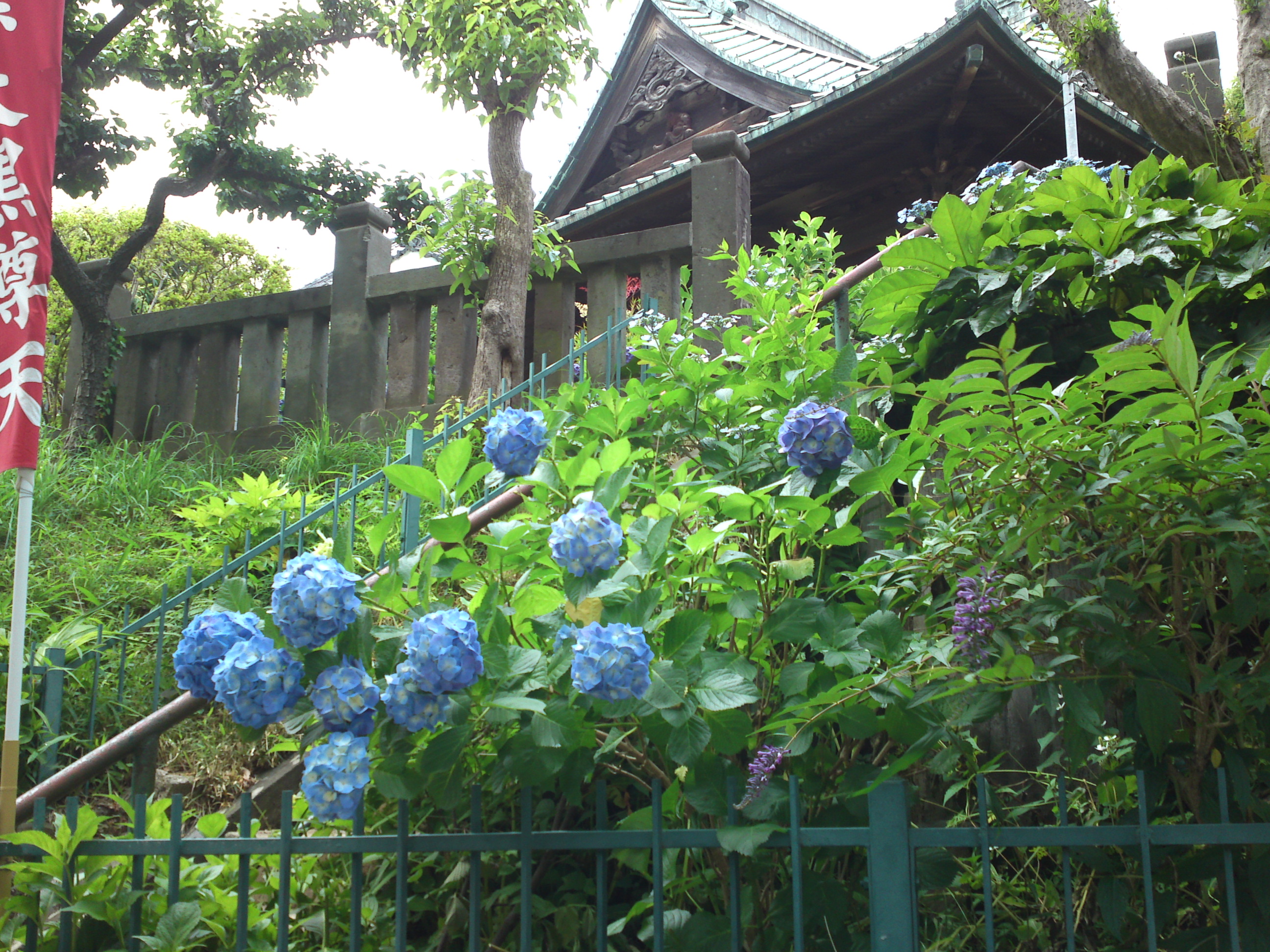 2019年中山法華経寺に咲くあじさいの花６