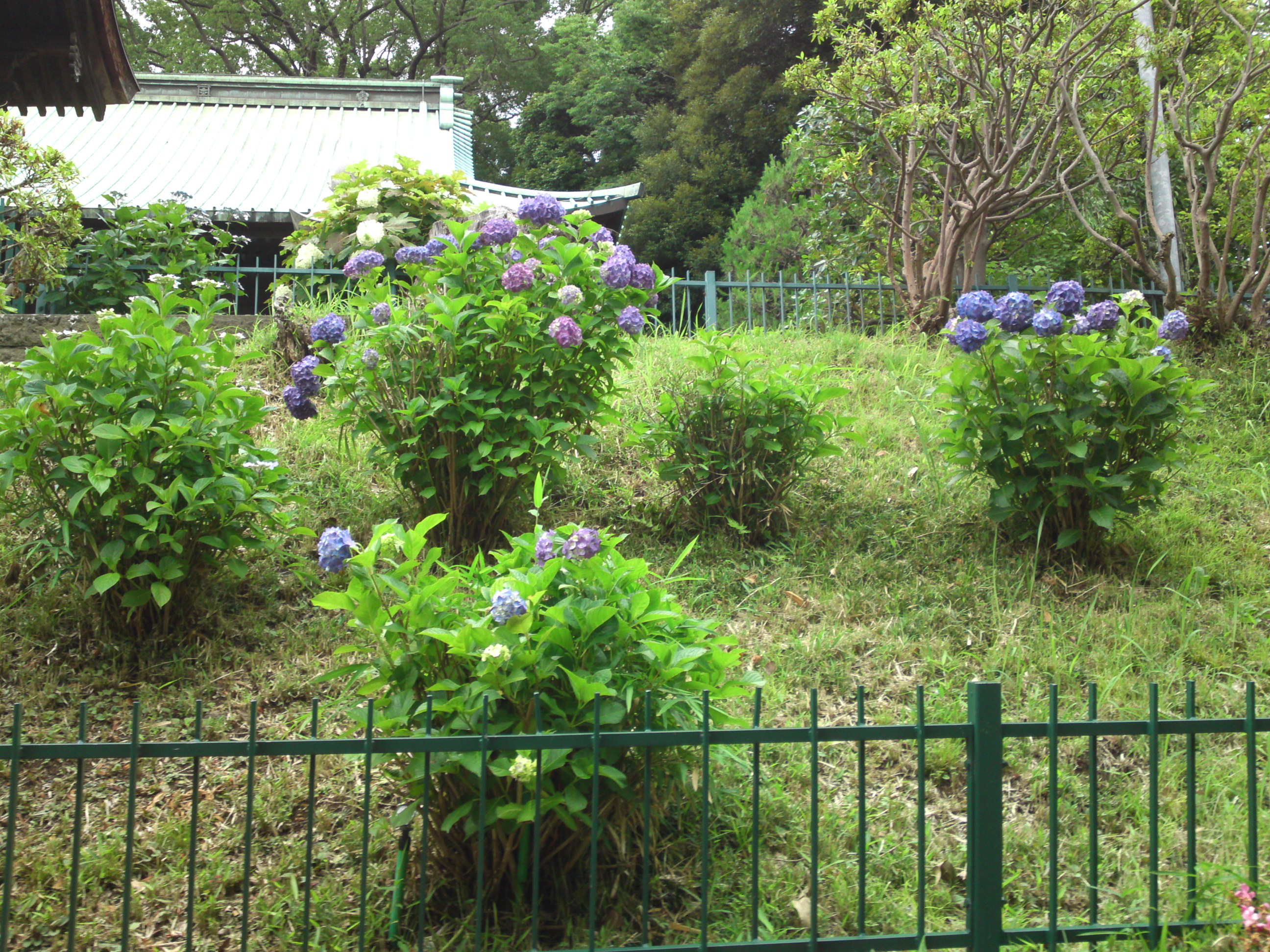2019年中山法華経寺に咲くあじさいの花１２