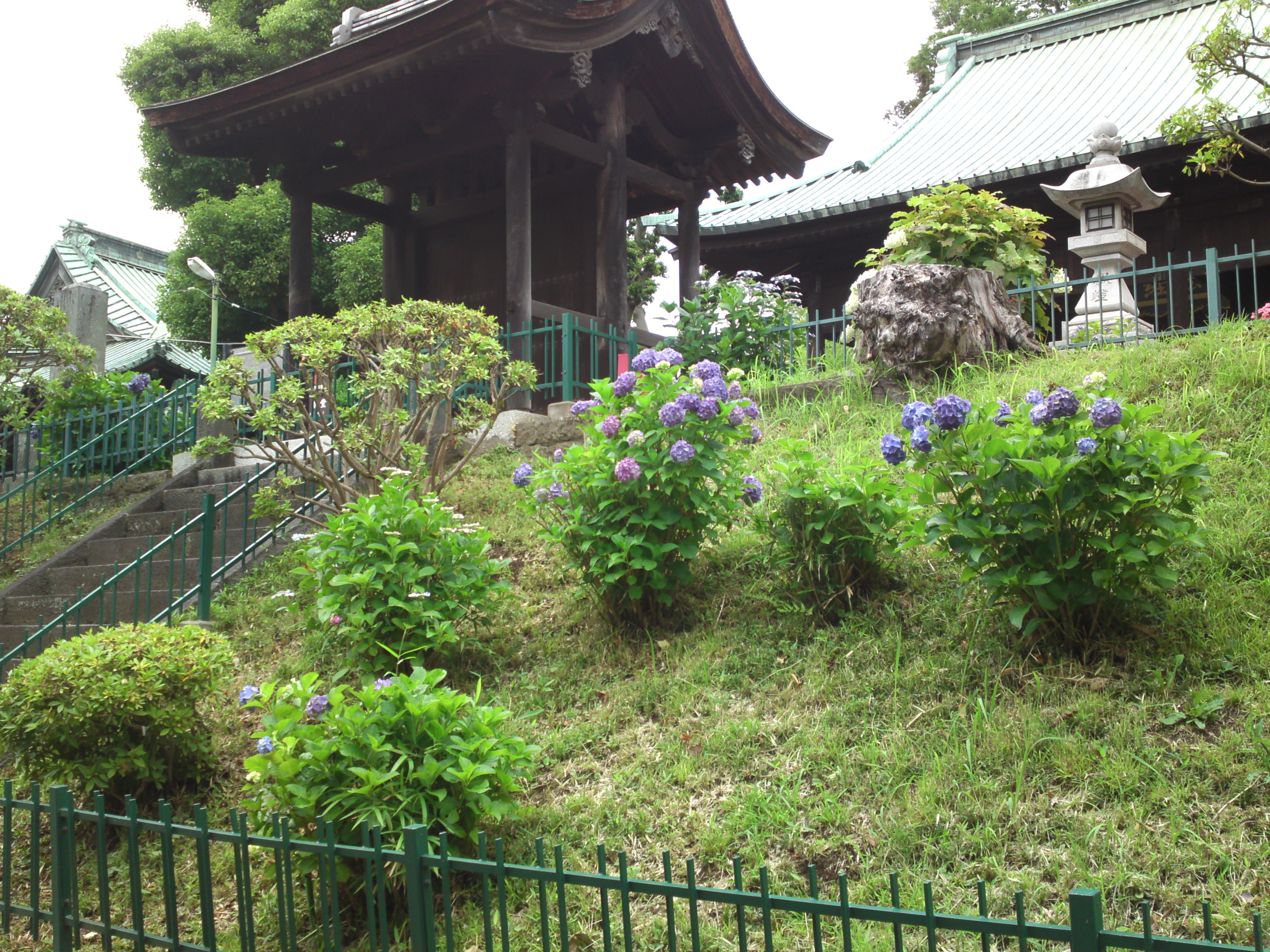 2019年中山法華経寺に咲くあじさいの花１４