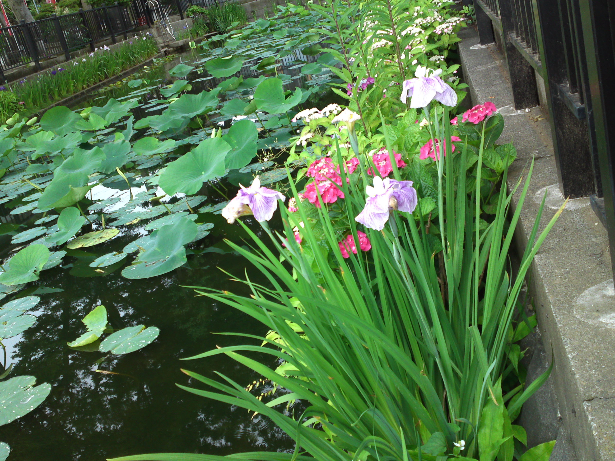 2019年法華経寺竜王池に咲く菖蒲の花１６