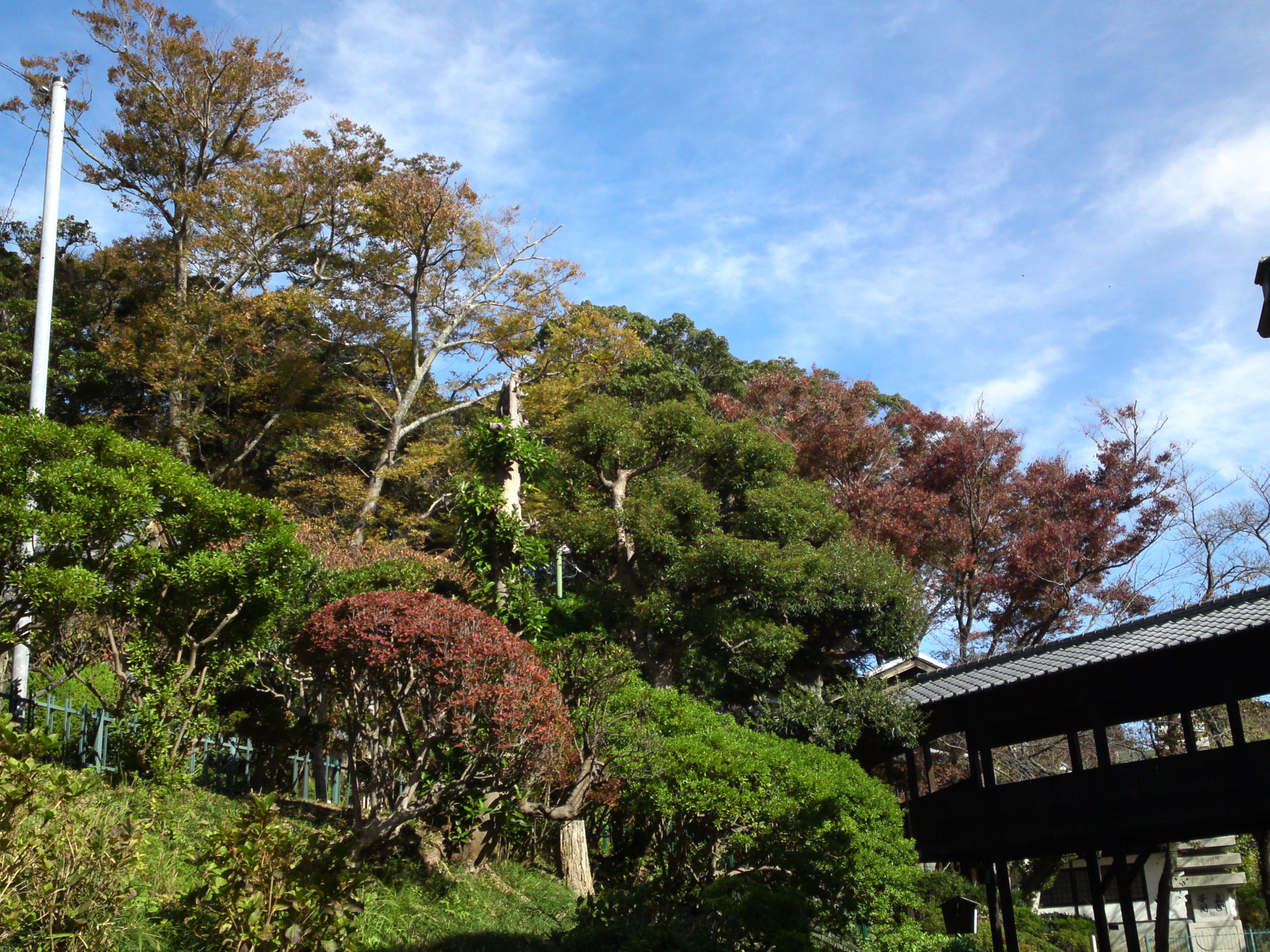 2019年秋色に色づいた法華経寺の木々１