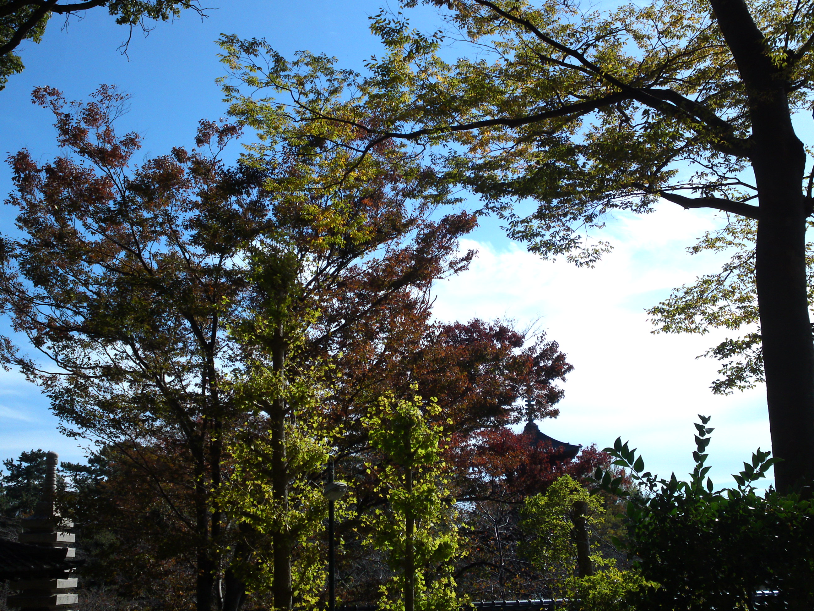 2019年秋色に色づいた法華経寺の木々２
