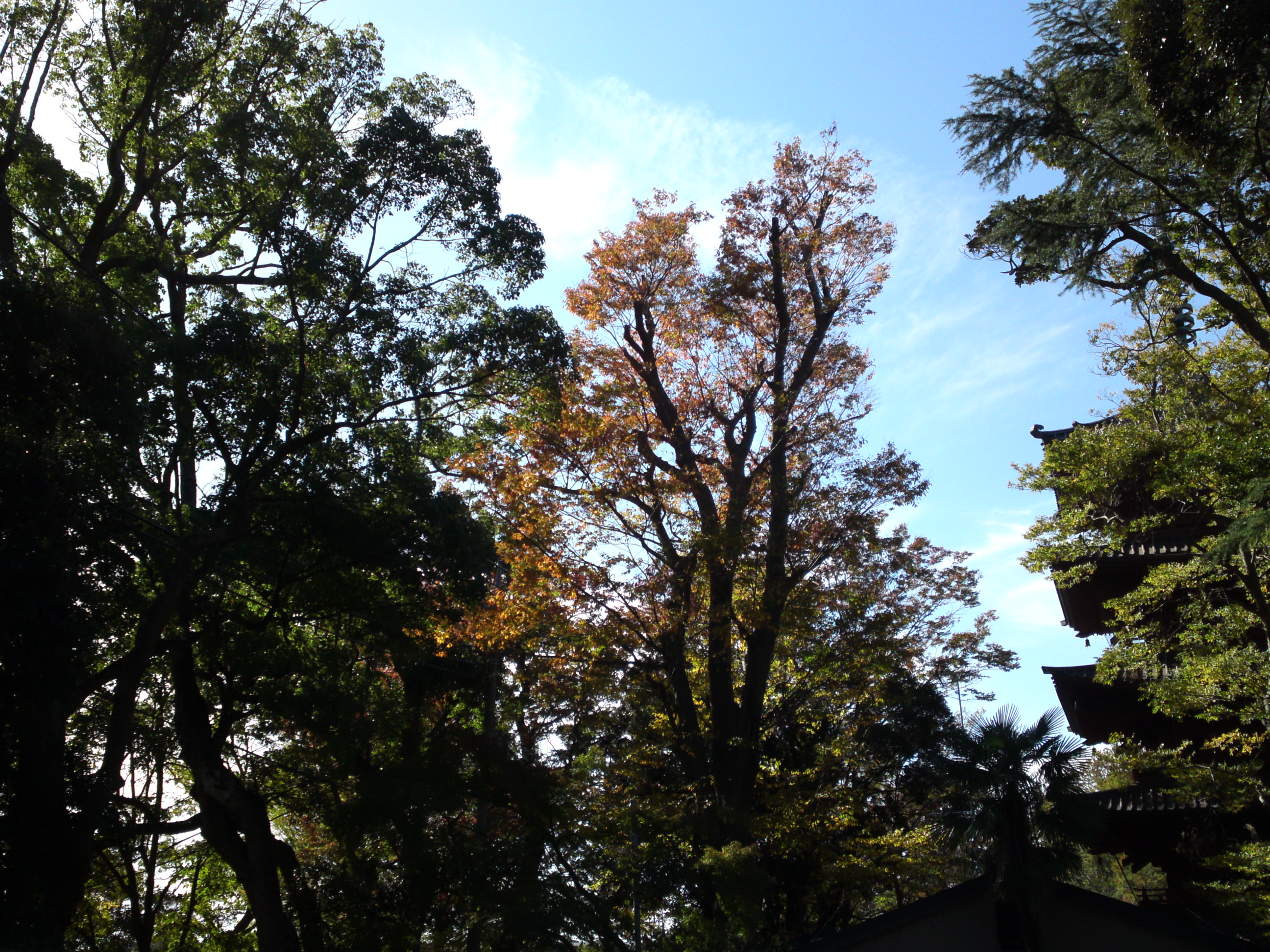 2019年法華経寺五重塔と秋色の木々１