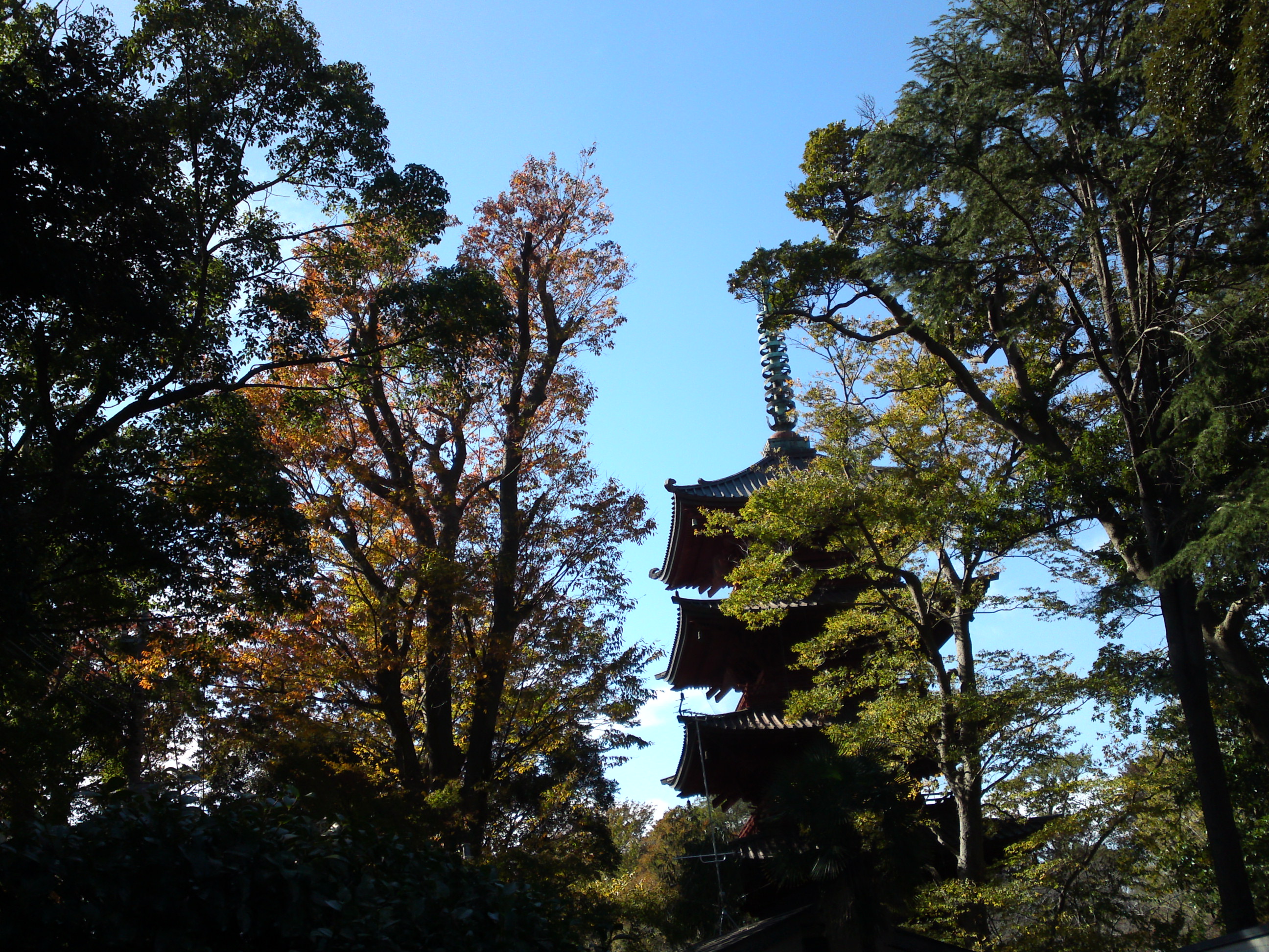 2019年法華経寺五重塔と秋色の木々２