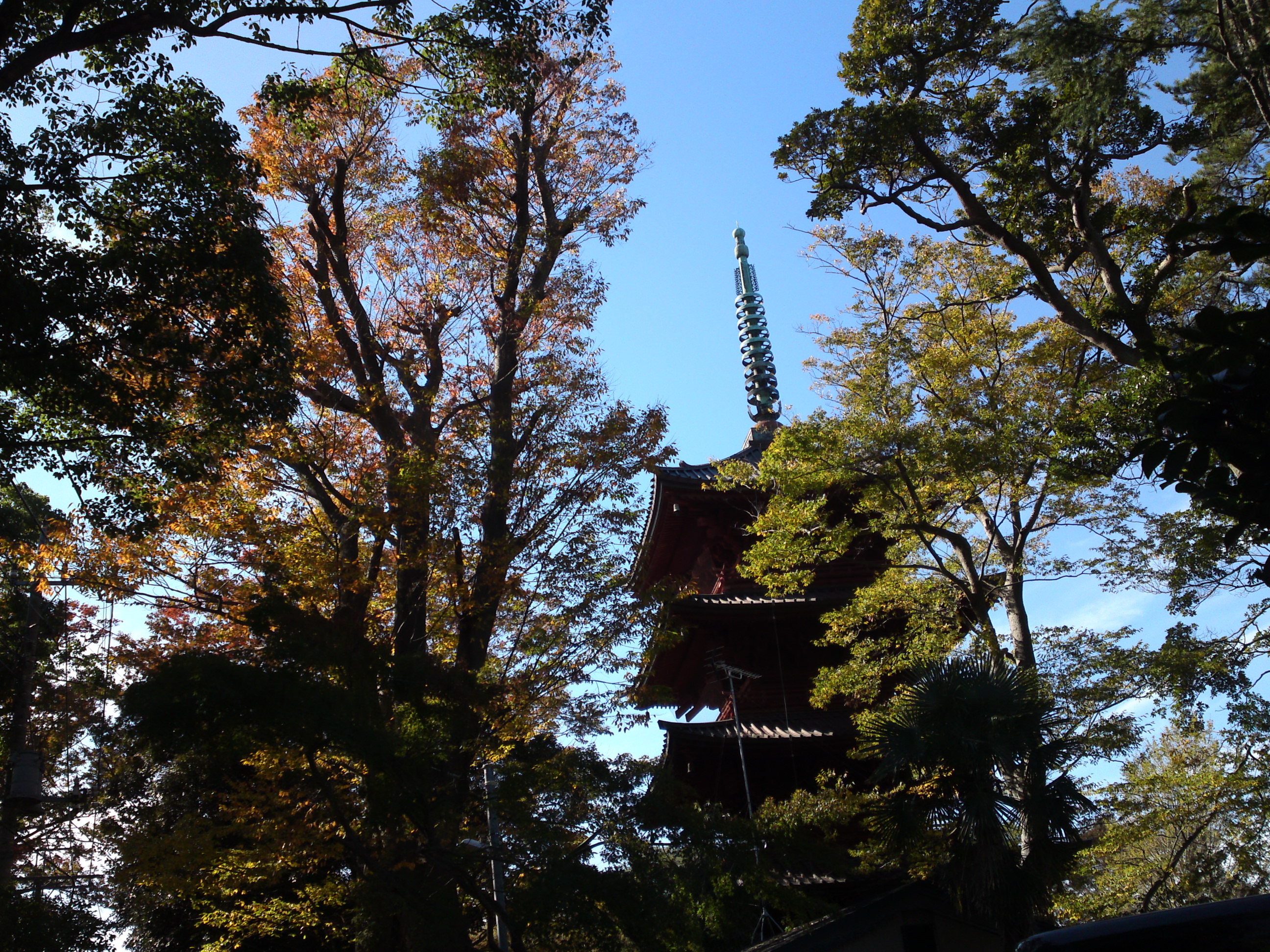 2019年法華経寺五重塔と秋色の木々３