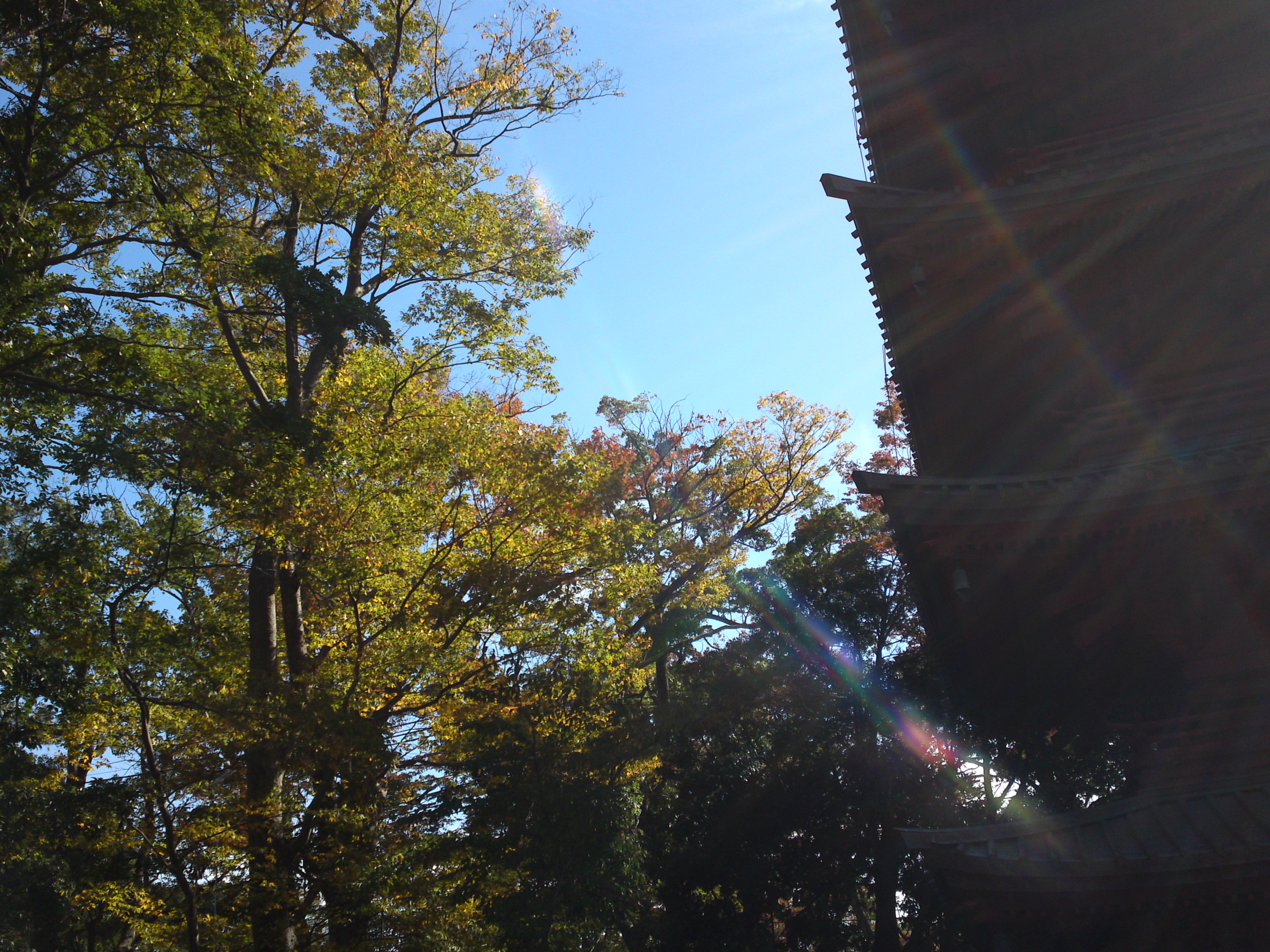 2019年法華経寺五重塔と秋色の木々５