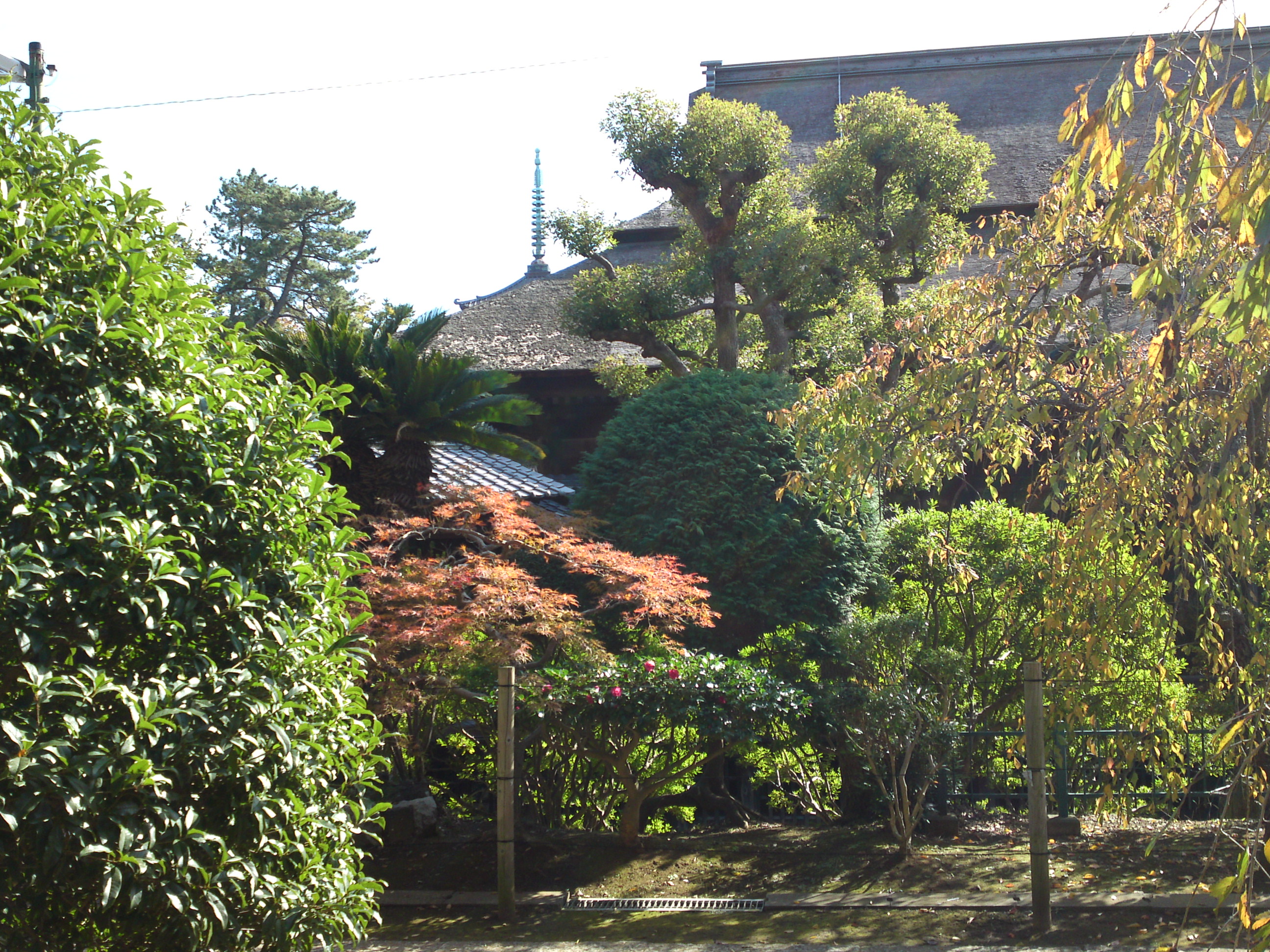 2019年法華経寺祖師堂と秋色の木々１
