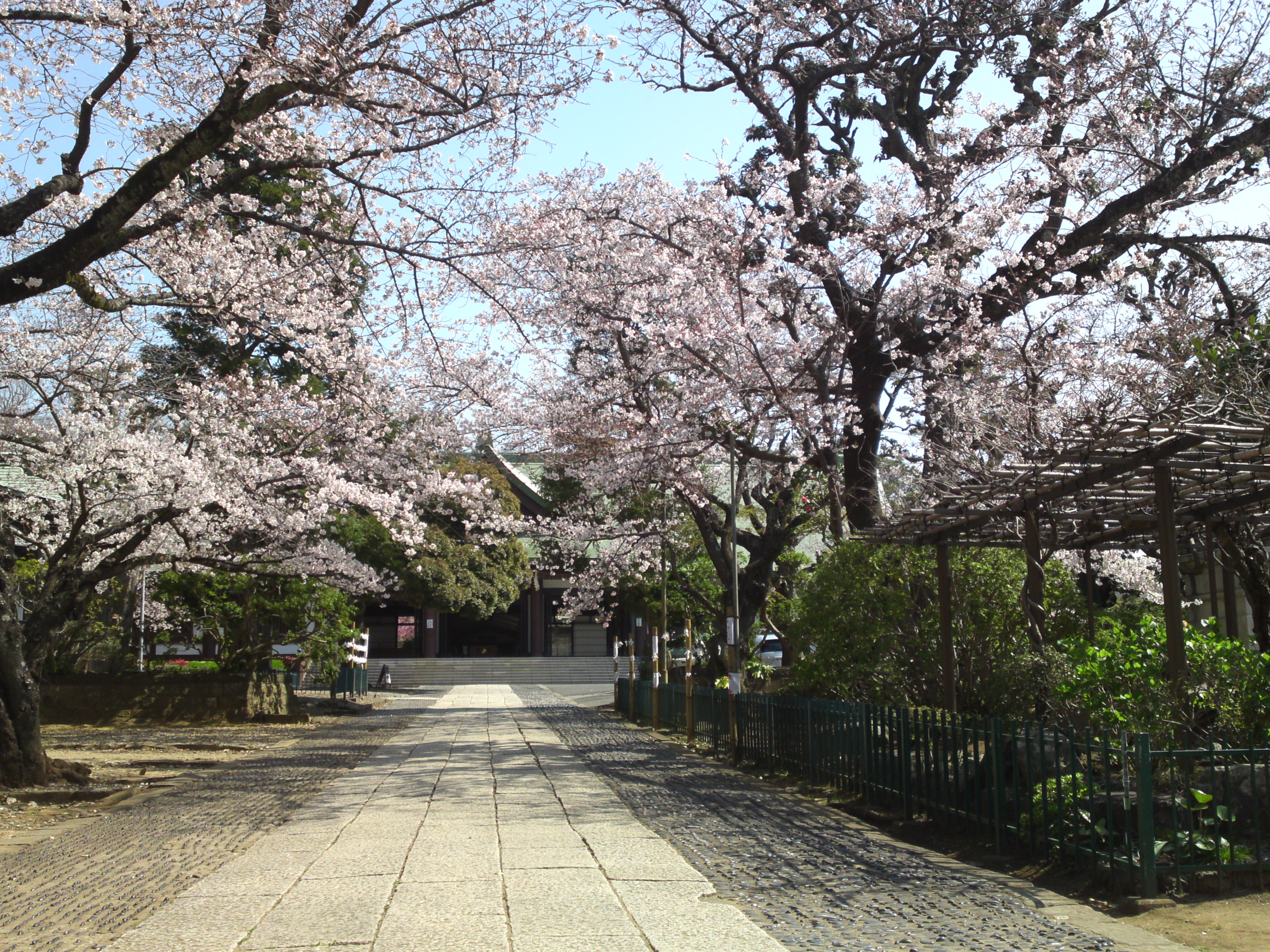 2020年法華経寺本院前参道に咲く桜の花１