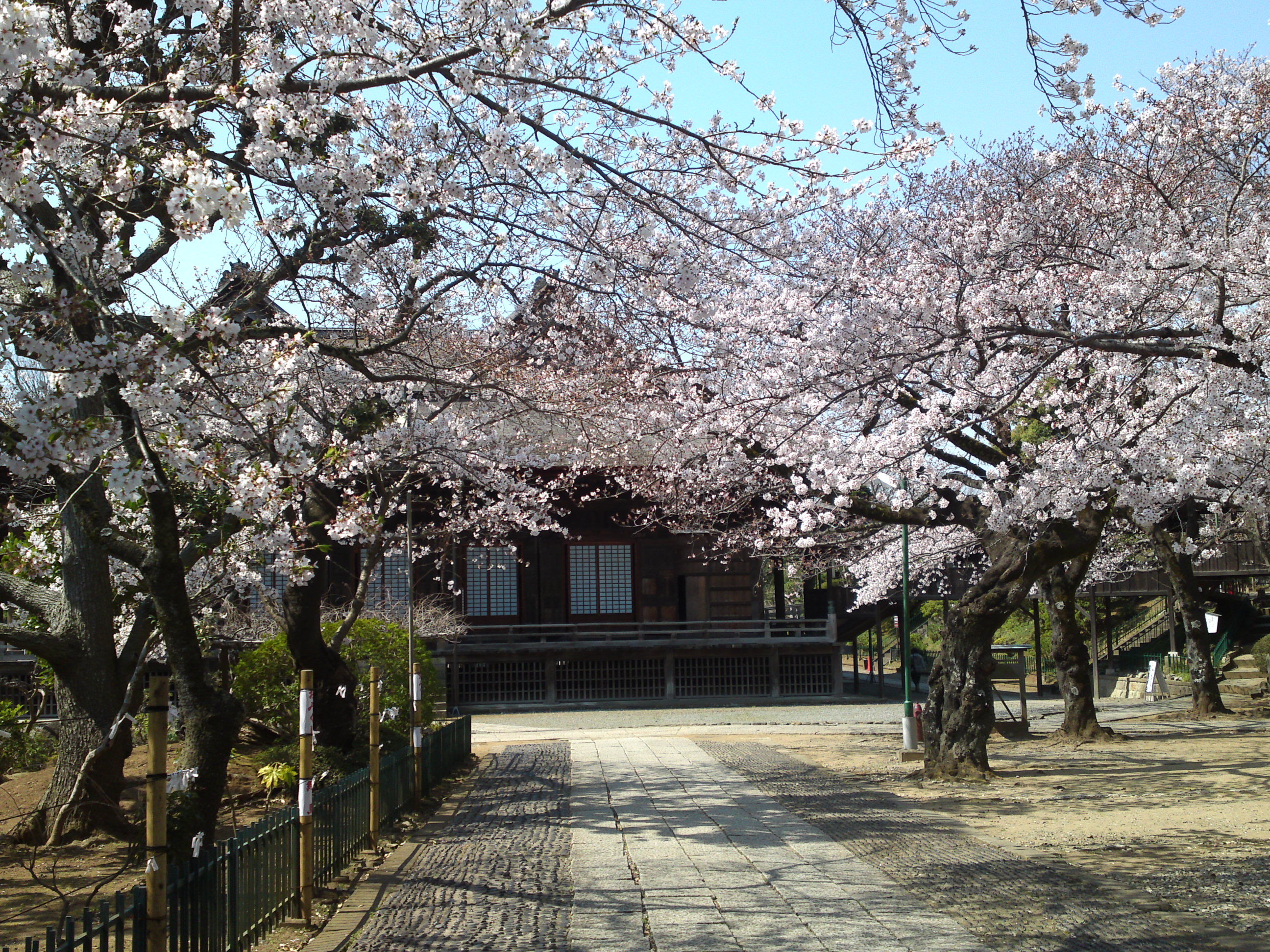 2020年法華経寺祖師堂と桜の花々１