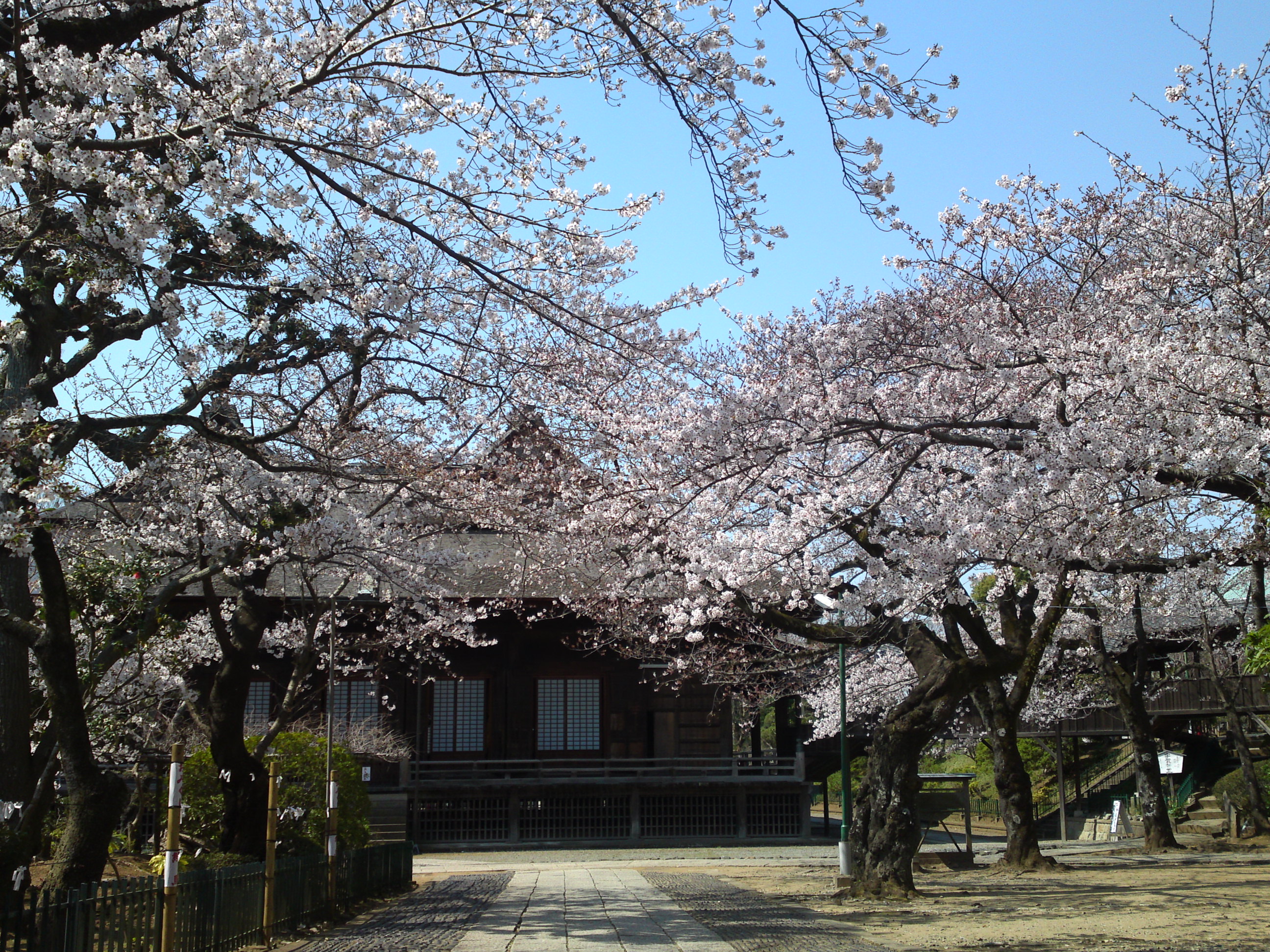 2020年法華経寺祖師堂と桜の花々２