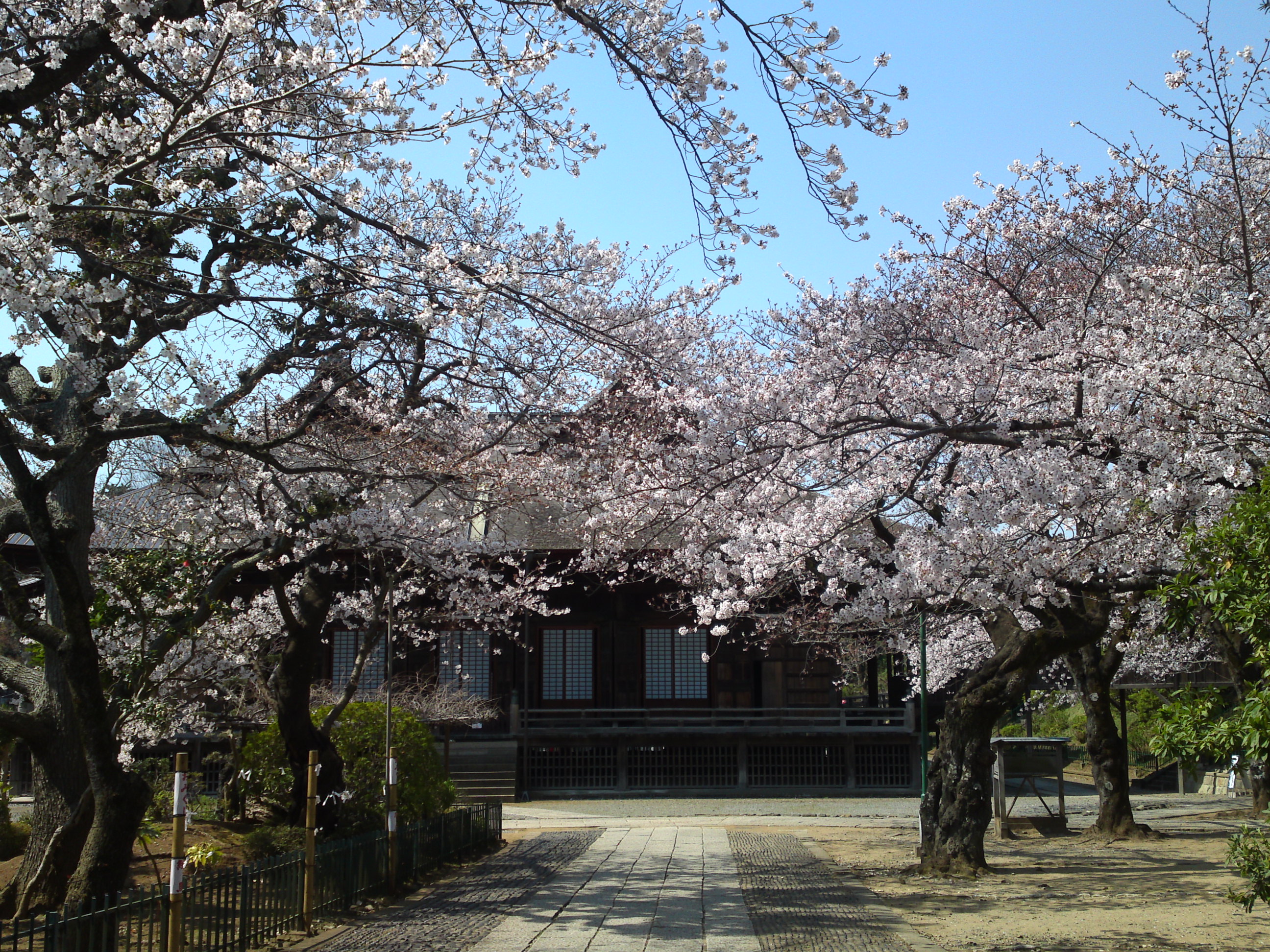 2020年法華経寺祖師堂と桜の花々３