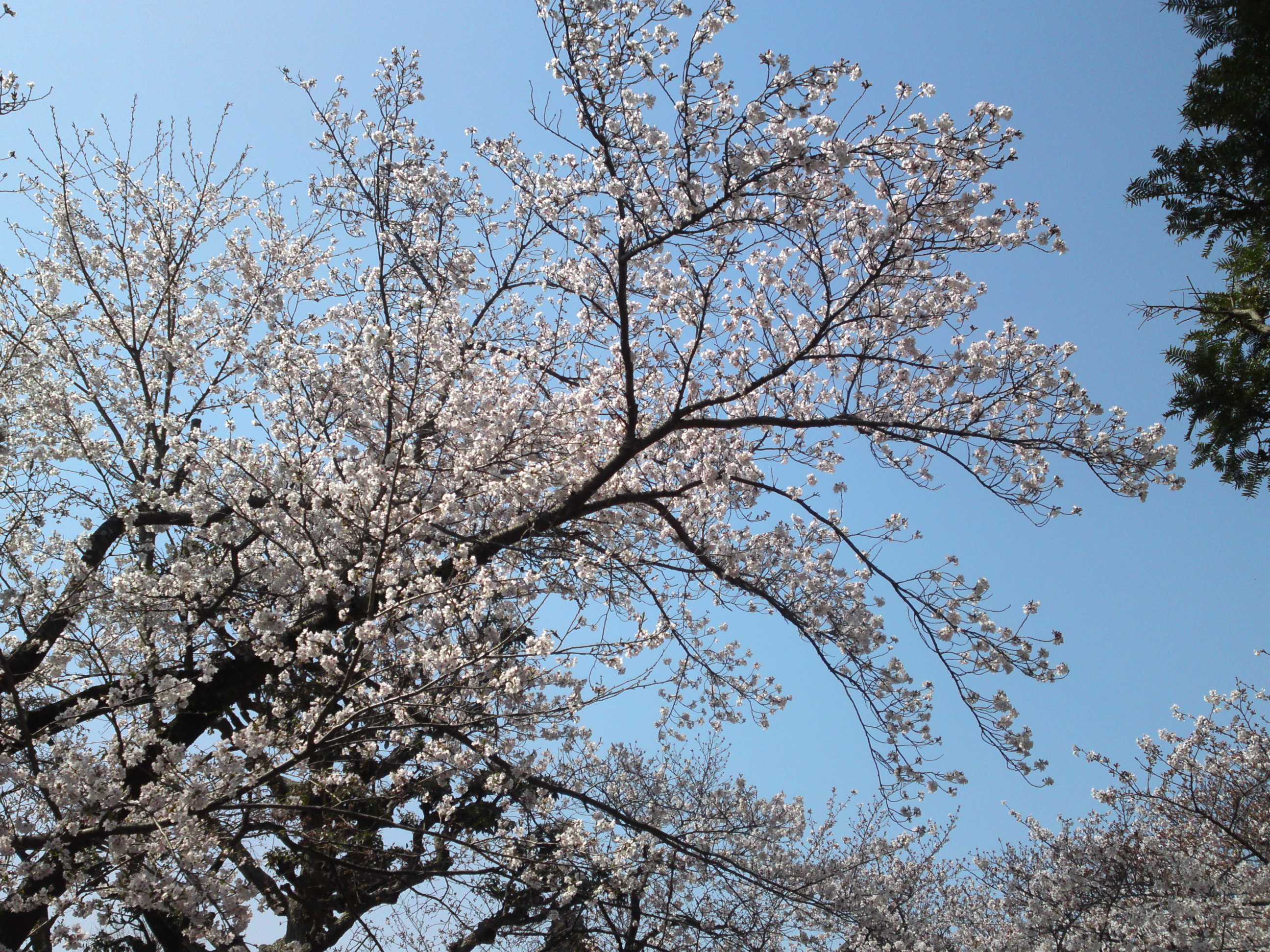 2020年法華経寺祖師堂と桜の花々４