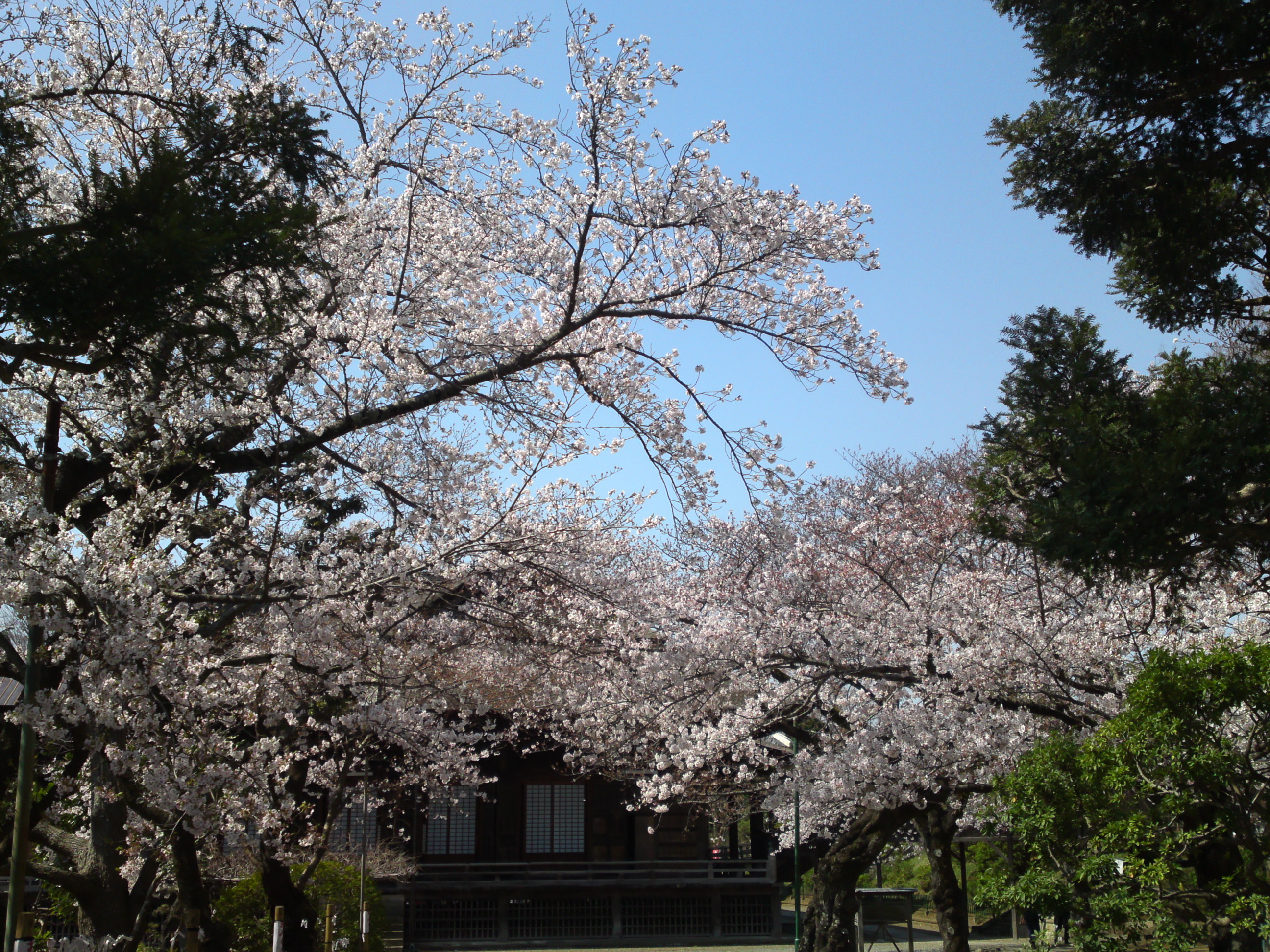 2020年法華経寺祖師堂と桜の花々５